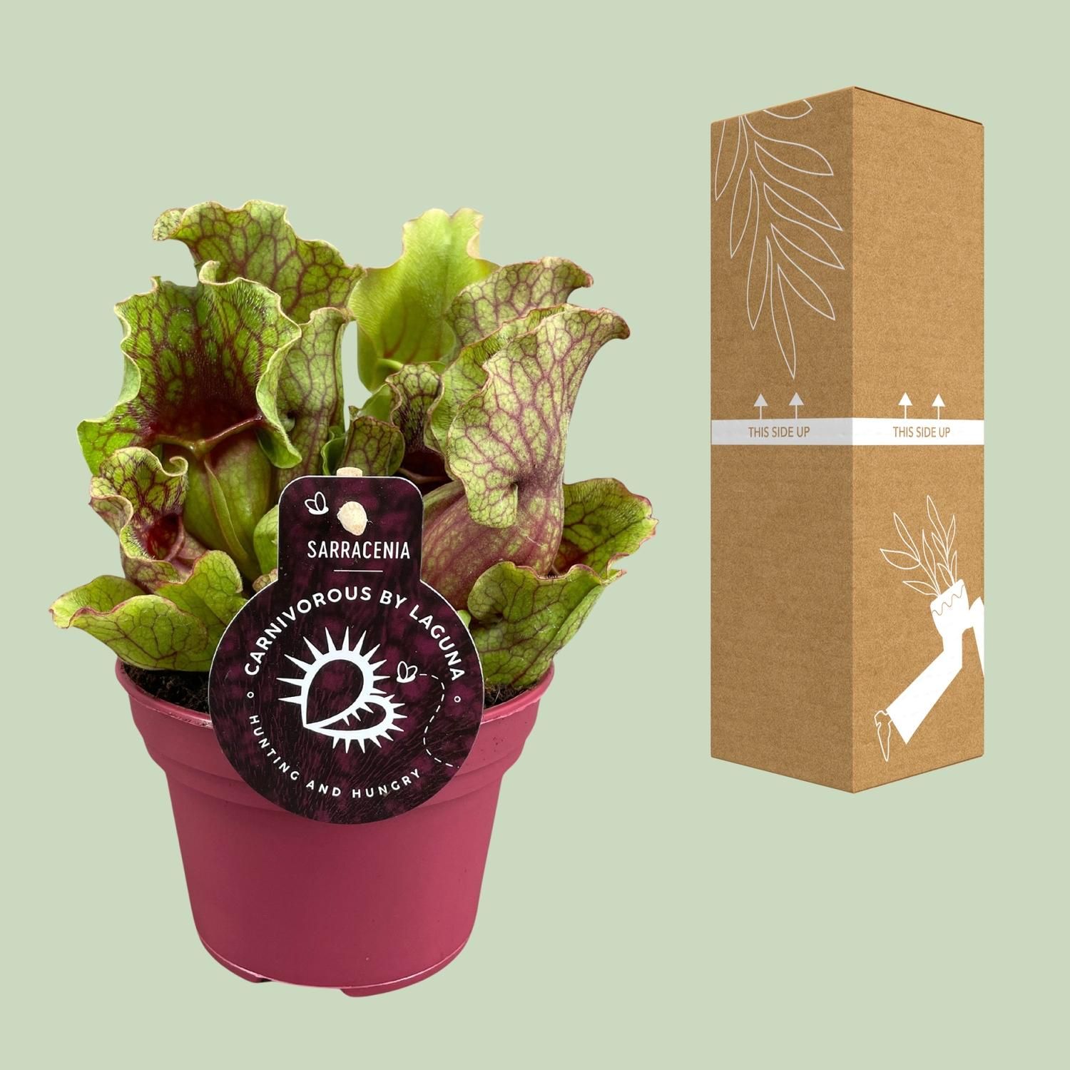 Sarracenia - Ø12 ↕20 (13938)