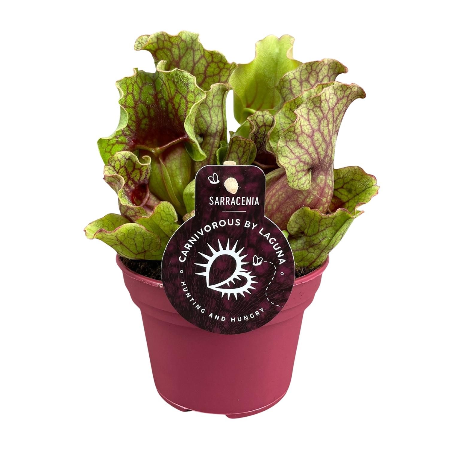 Sarracenia - Ø12 ↕20 (13938)