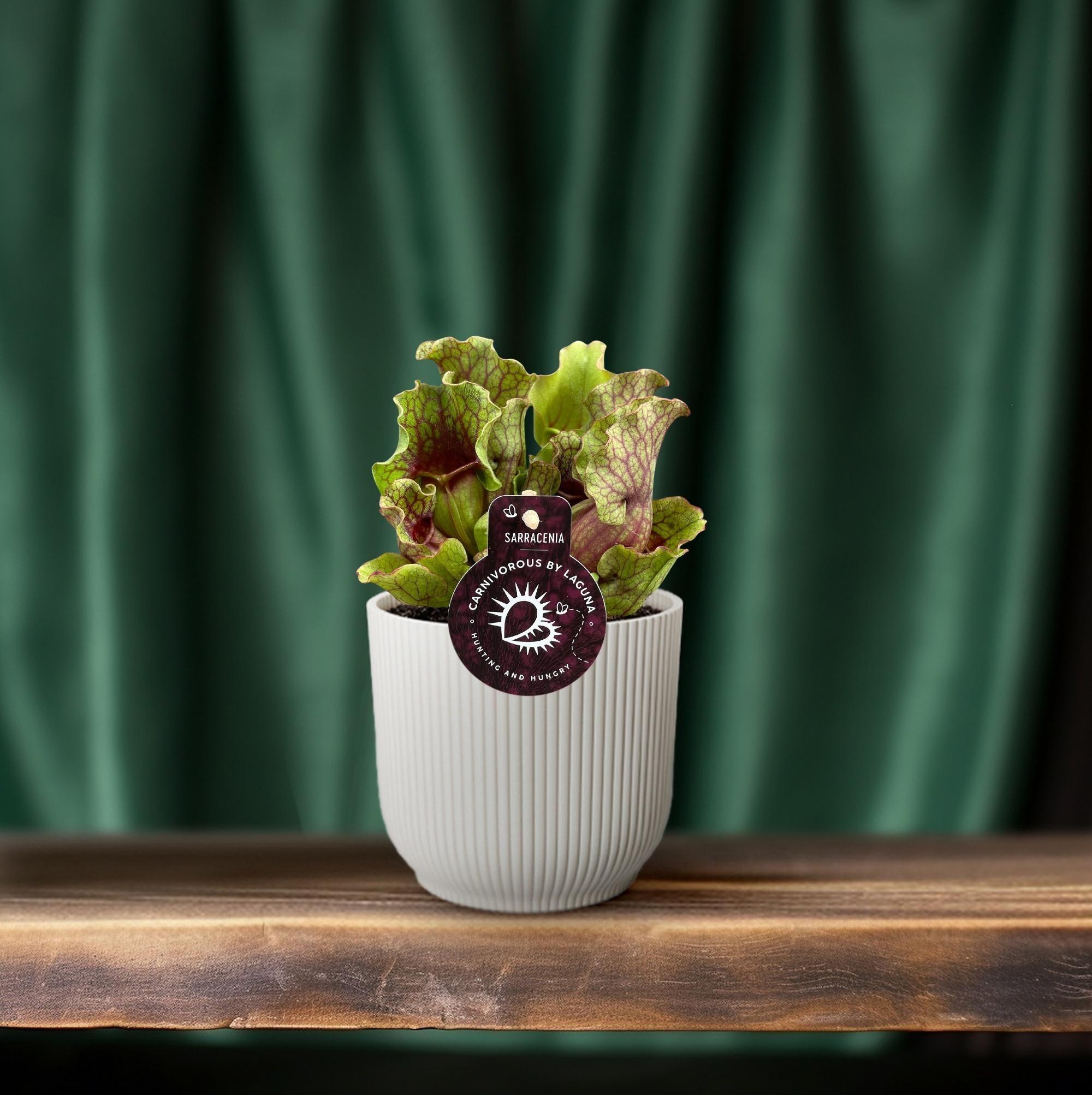 Sarracenia - Ø12 ↕20 (13938)