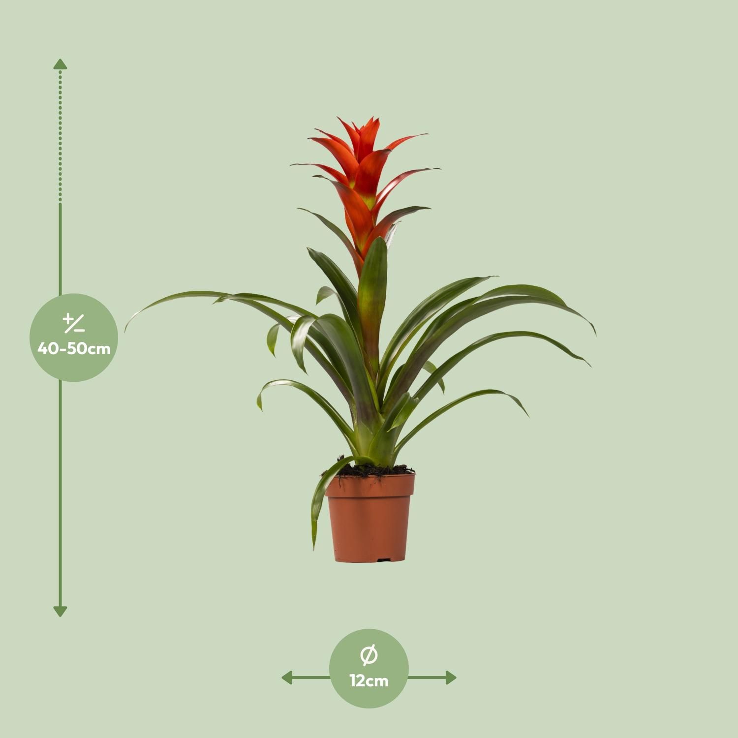 Guzmania Ostara (13882)