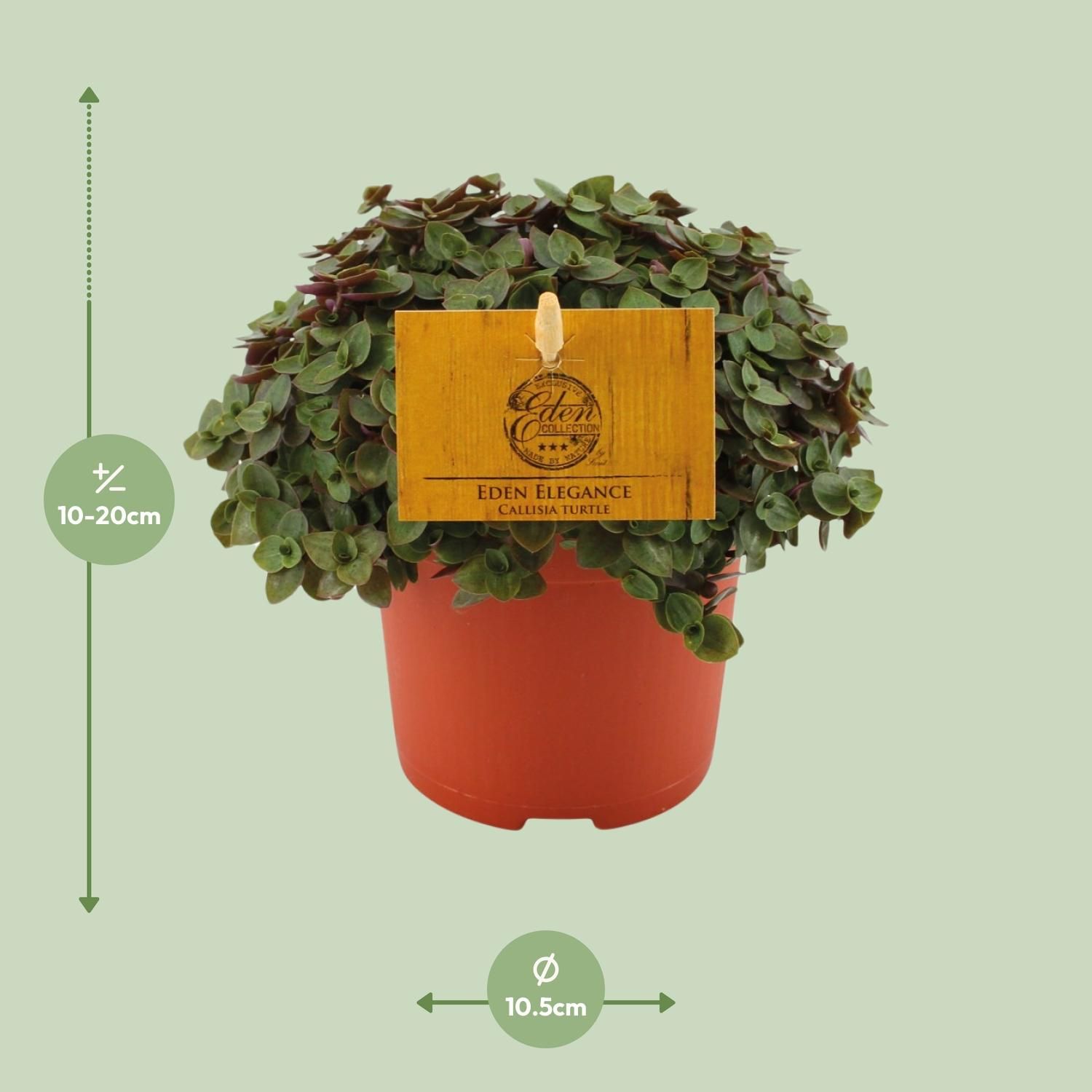 Callisia Turtle - Ø10,5 ↕15 (12810)