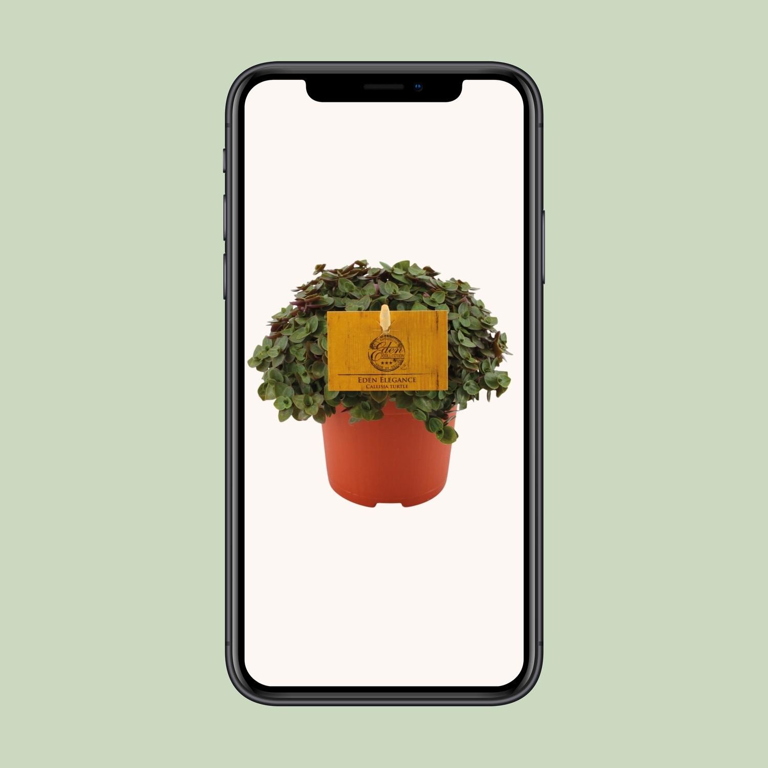 Callisia Turtle - Ø10,5 ↕15 (12810)