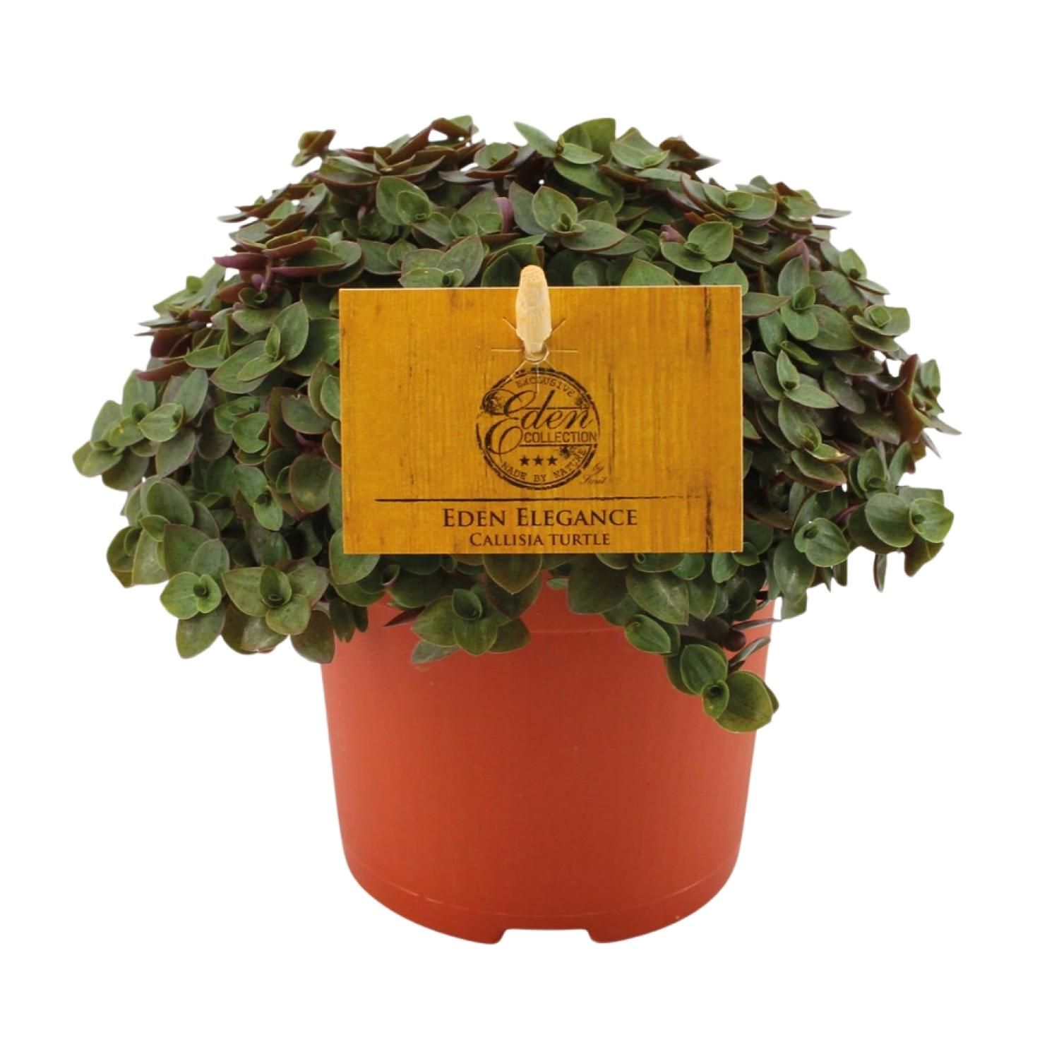 Callisia Turtle - Ø10,5 ↕15 (12810)