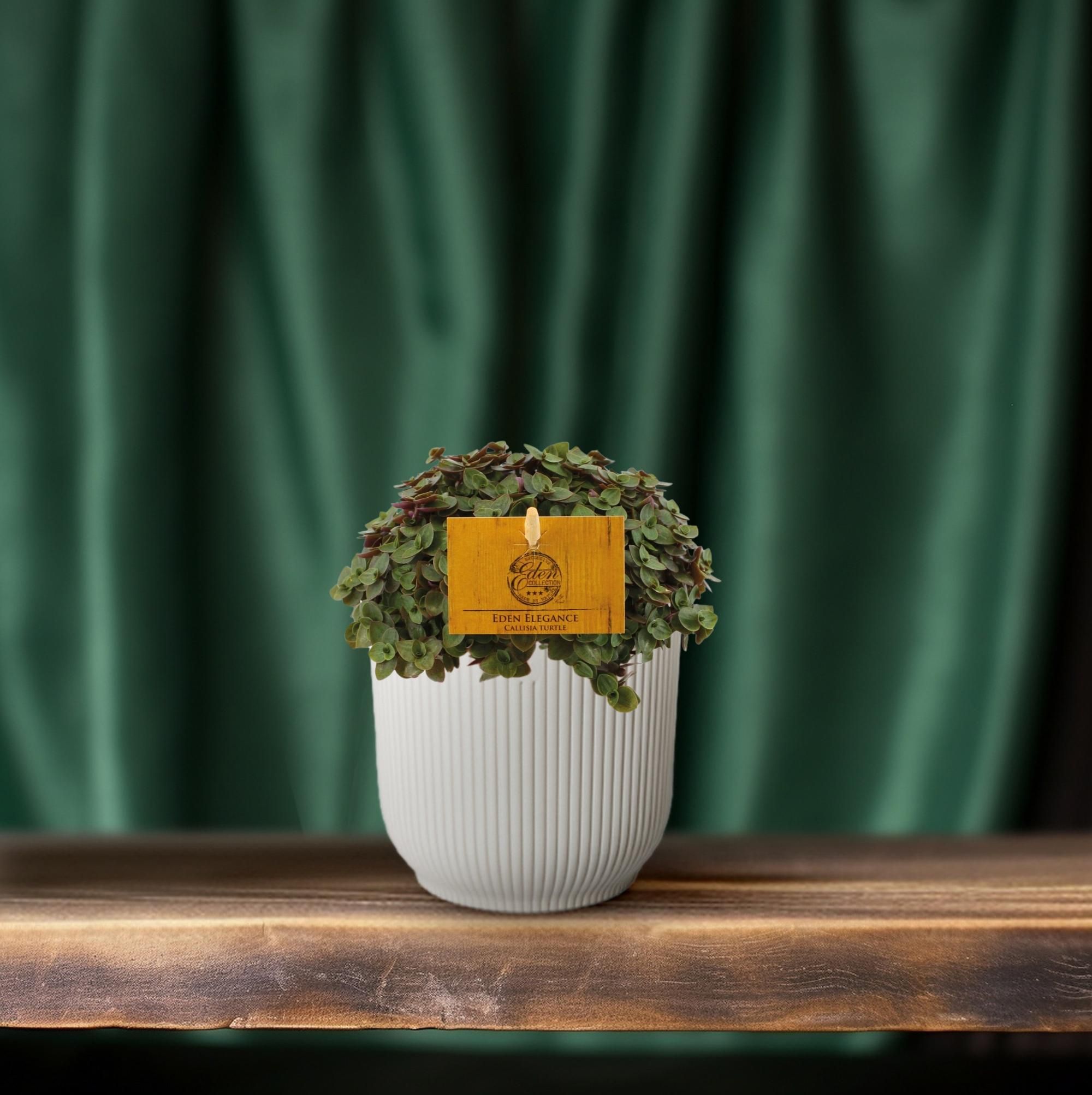 Callisia Turtle - Ø10,5 ↕15 (12810)