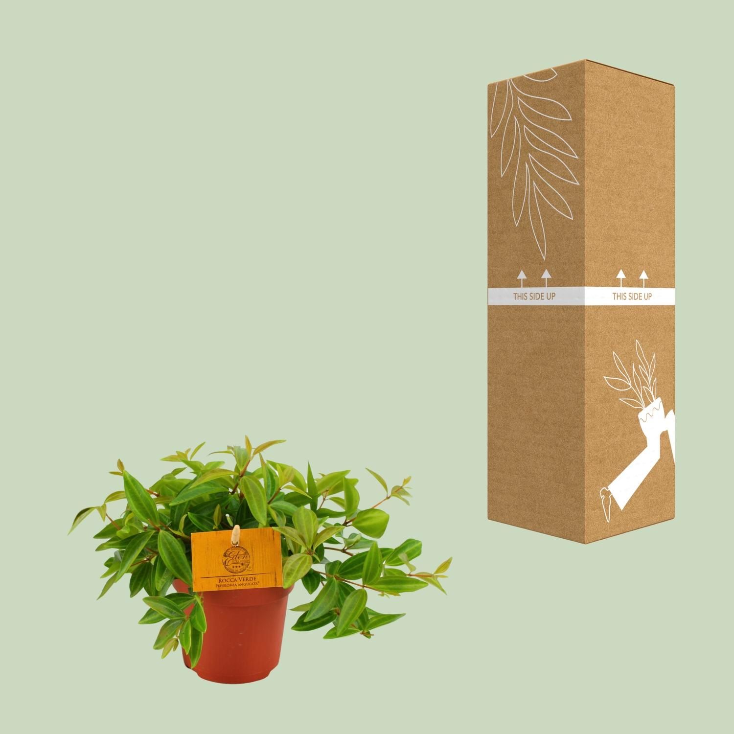 Peperomia Ang. Rocca Vivace (12880)