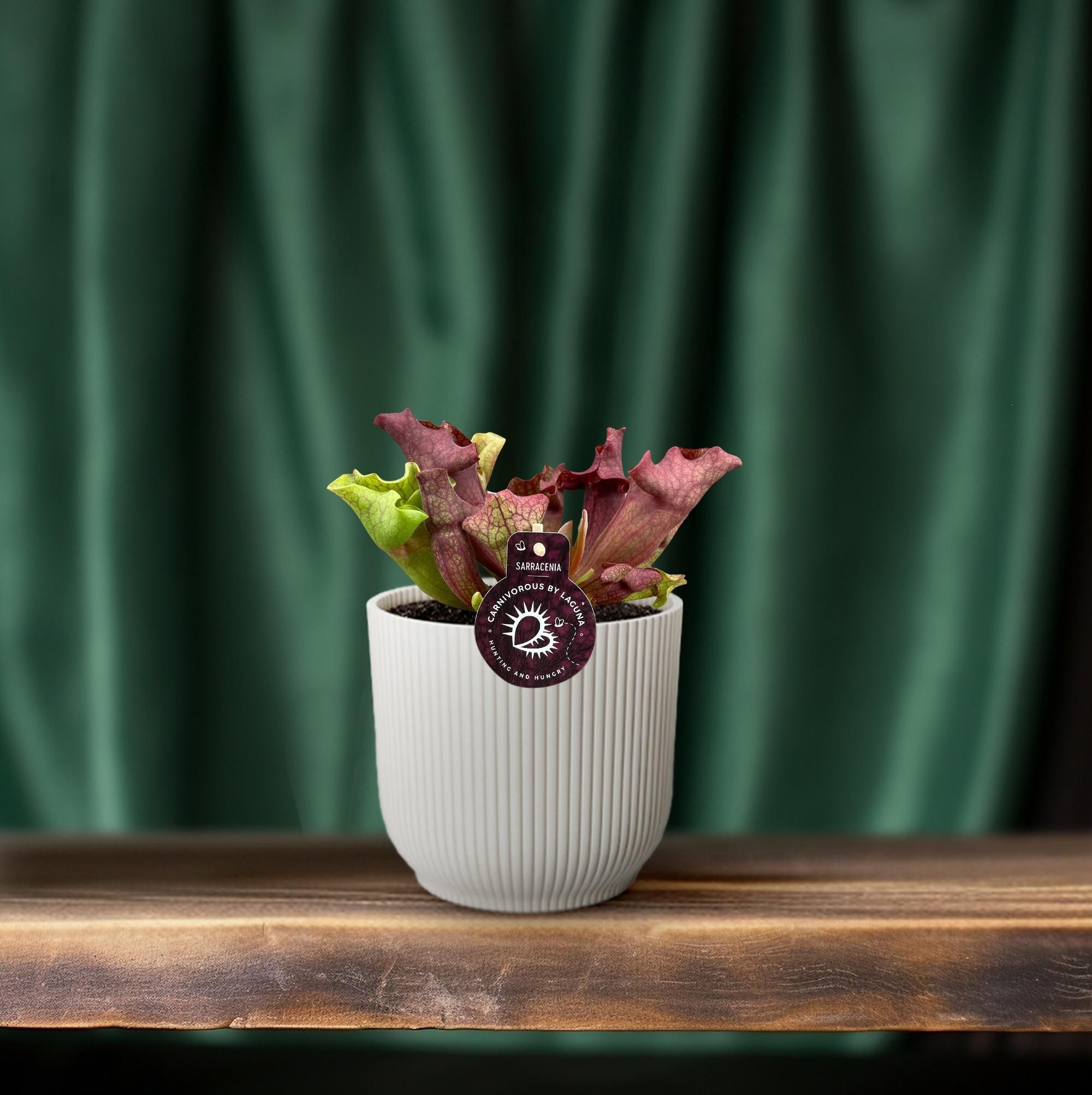 Sarracenia - Ø12 ↕20 (13910)