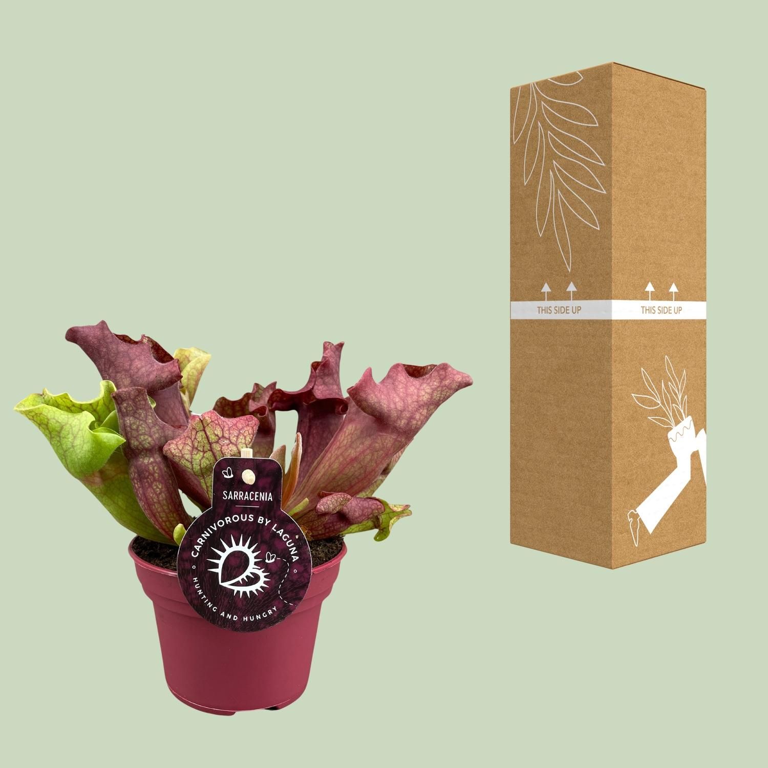 Sarracenia - Ø12 ↕20 (13910)