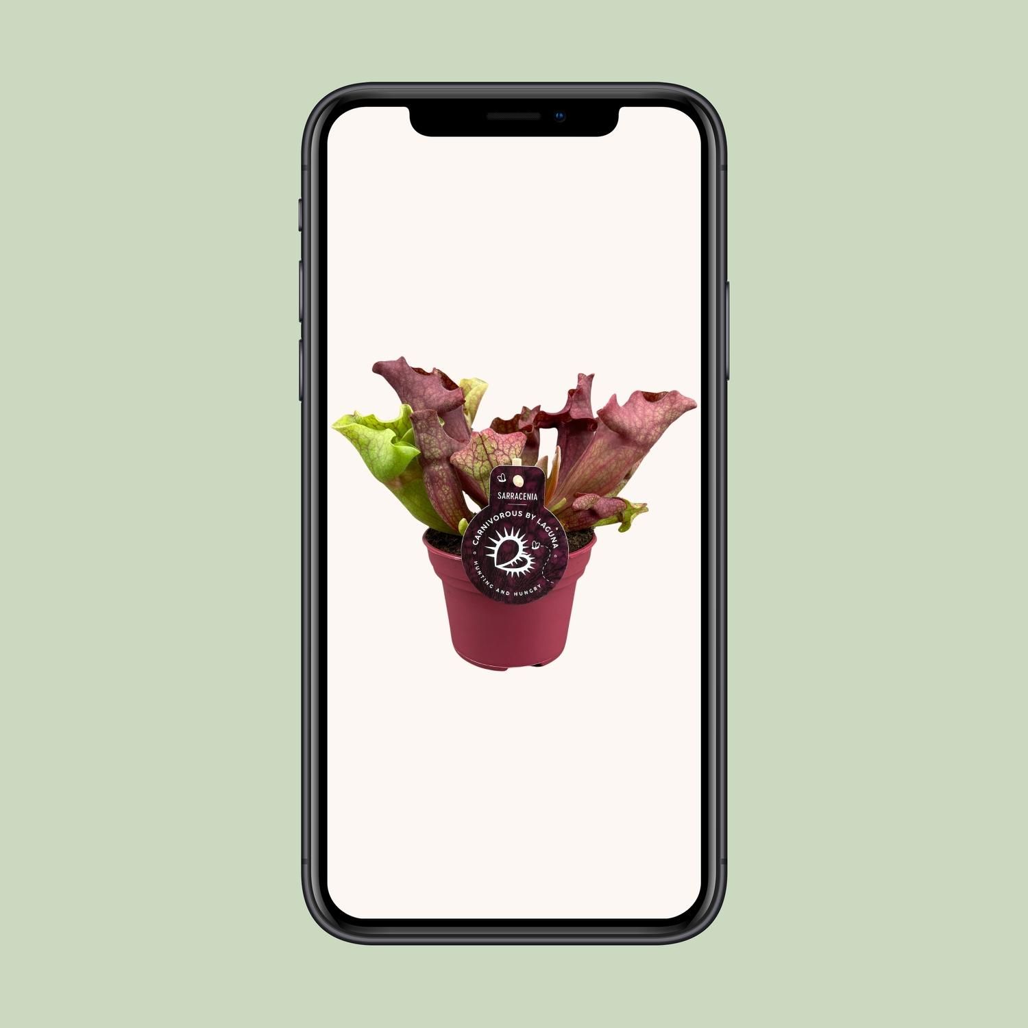 Sarracenia - Ø12 ↕20 (13910)