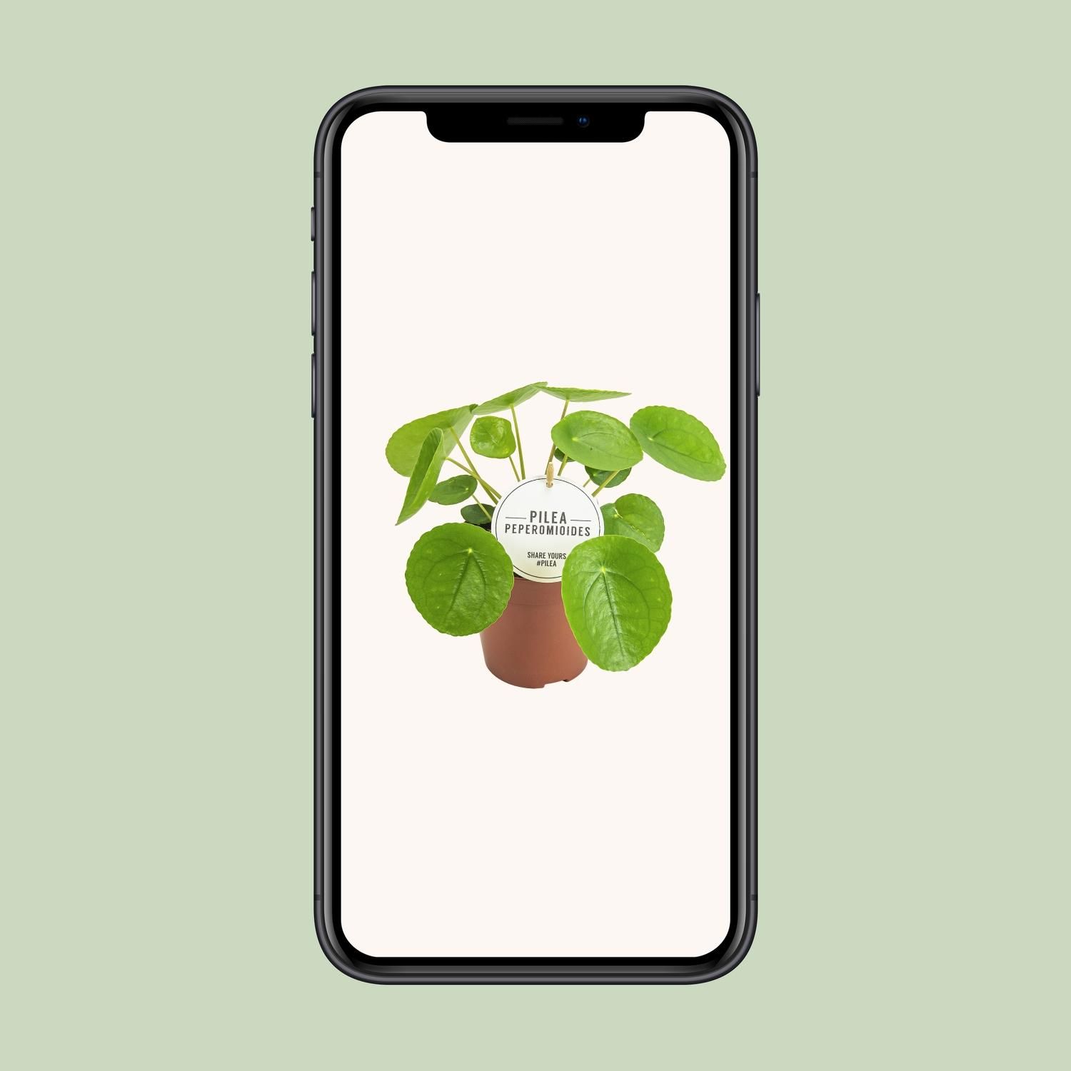 Pilea Peperomioides (22575)