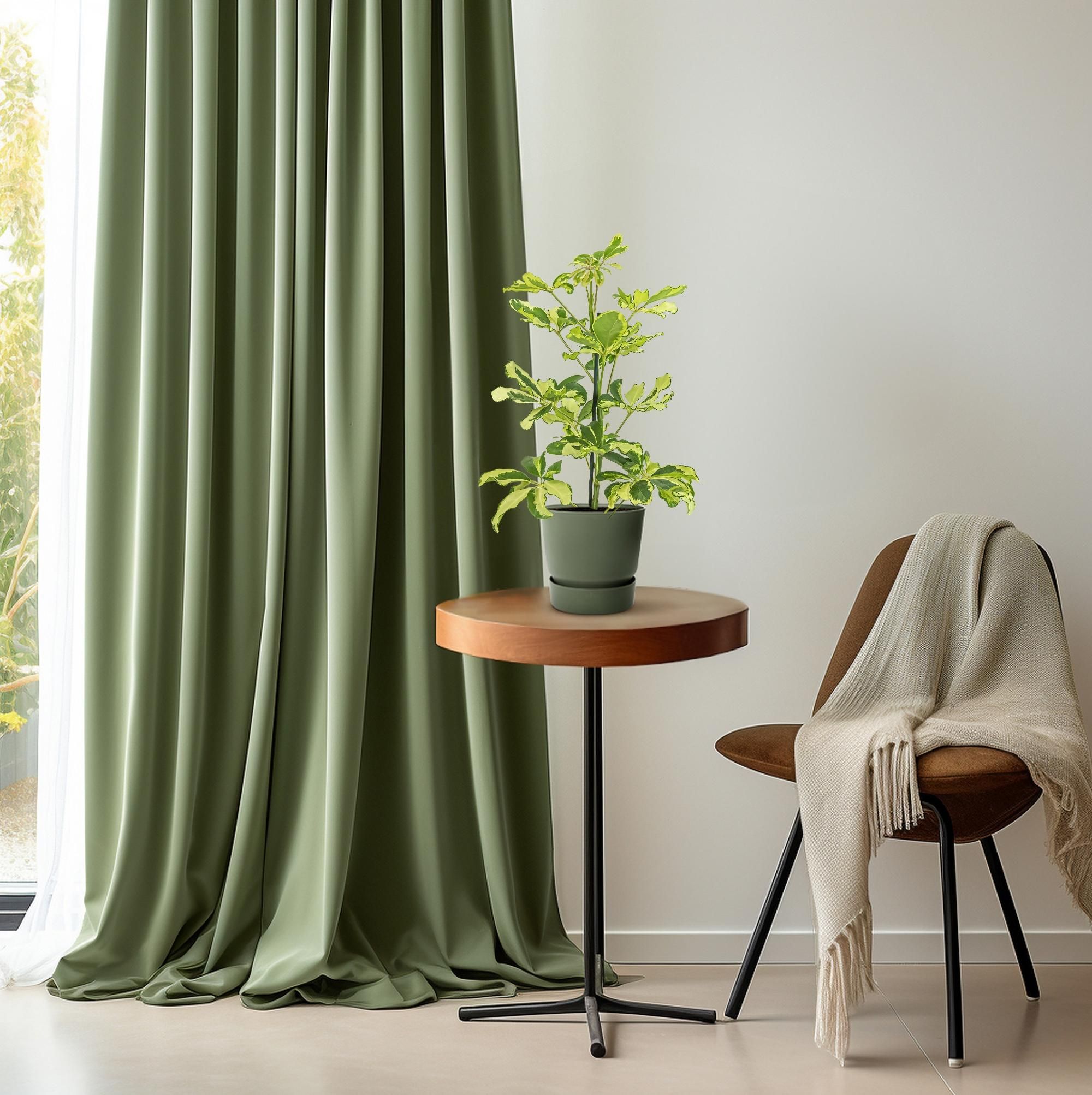 Schefflera Charlotte (16587)