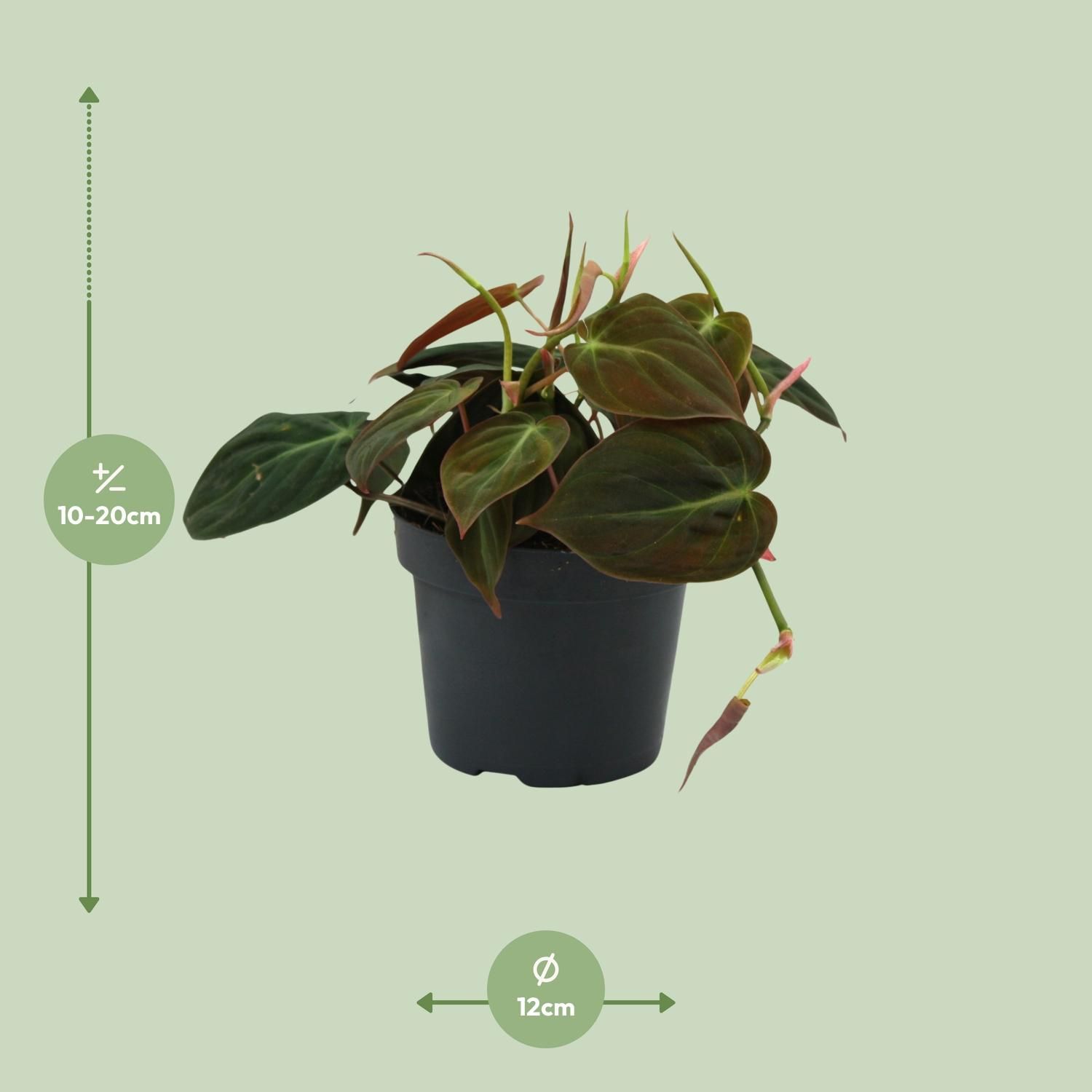 Philodendron Micans (16422)