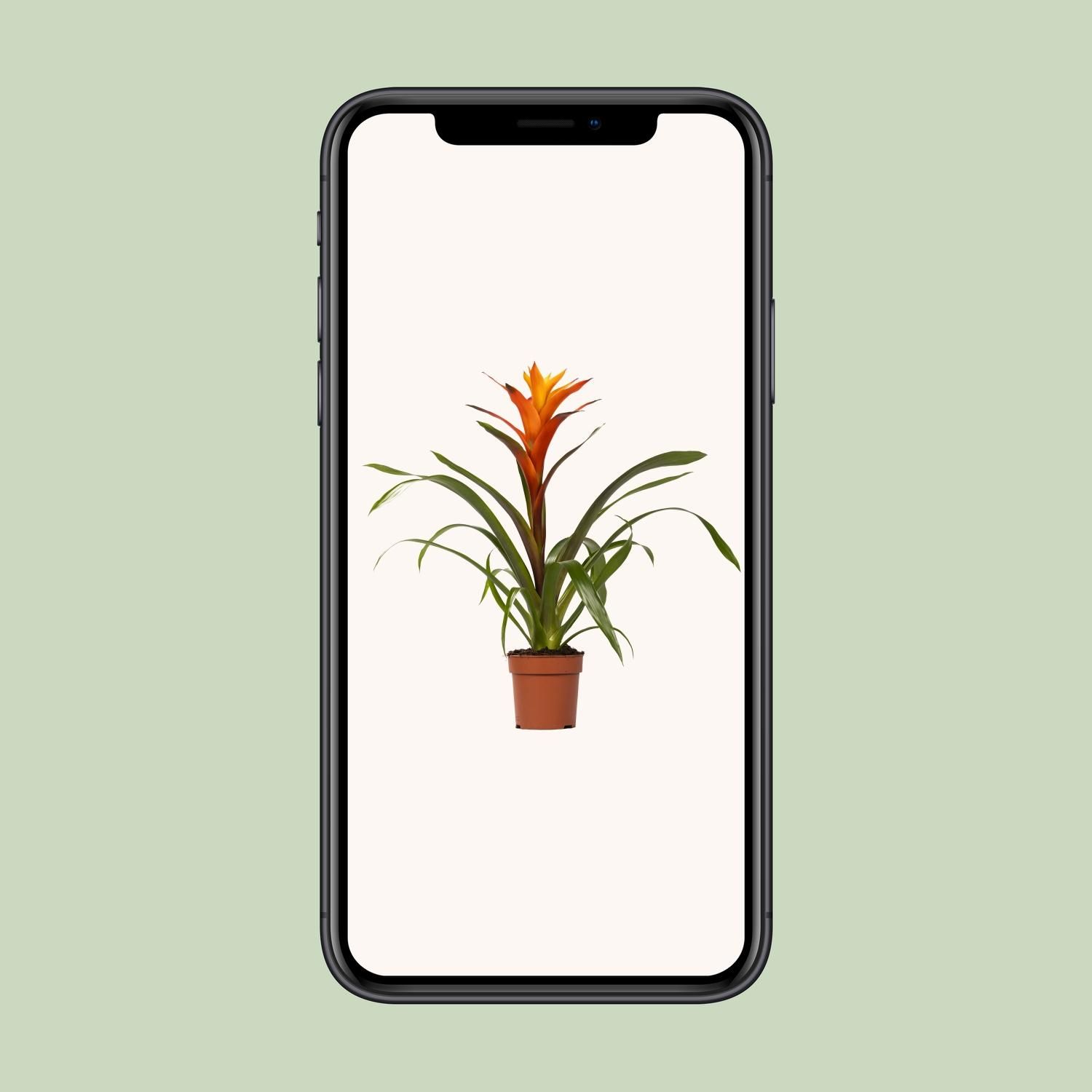 Guzmania Variada - Ø12 ↕50 (13862)