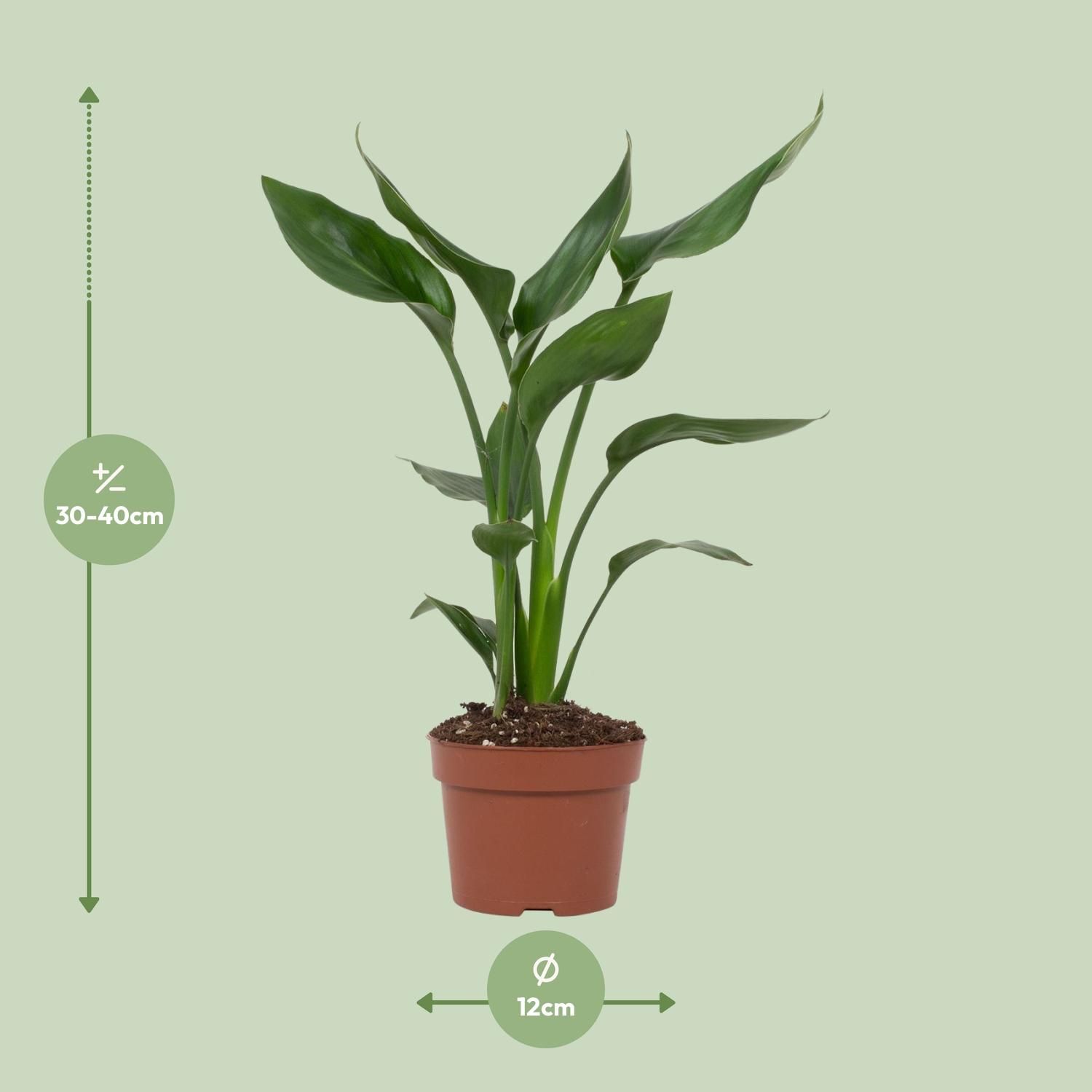 Strelitzia Reginae (28818)