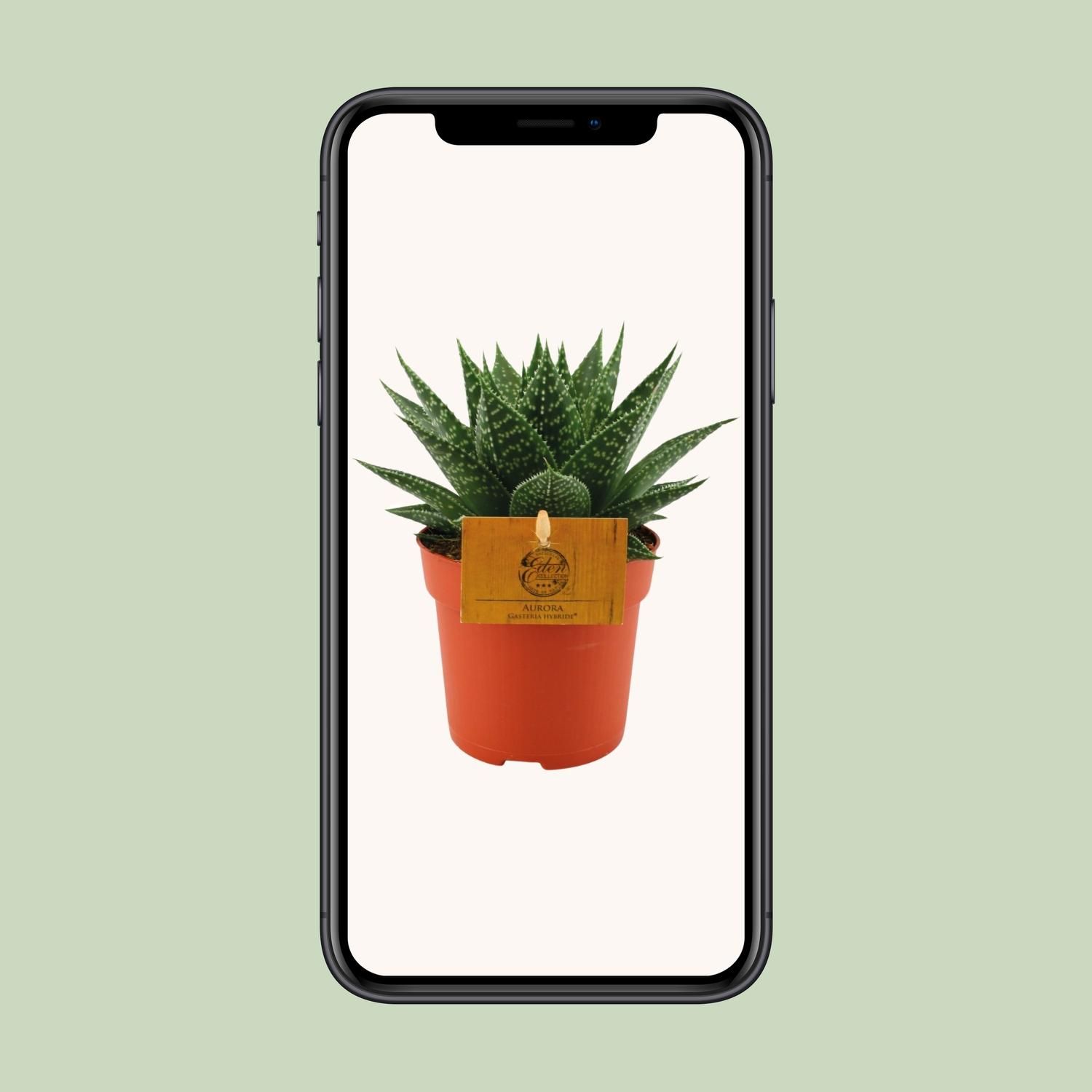 Gasteria Hybride Aurora (12820)