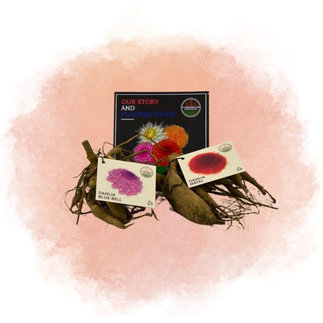 Flowerbulbs amsterdam Mix Gerard's darlings, Dahlia Natal & Dahlia Blue Bell, 2 stuks (8720938490521)