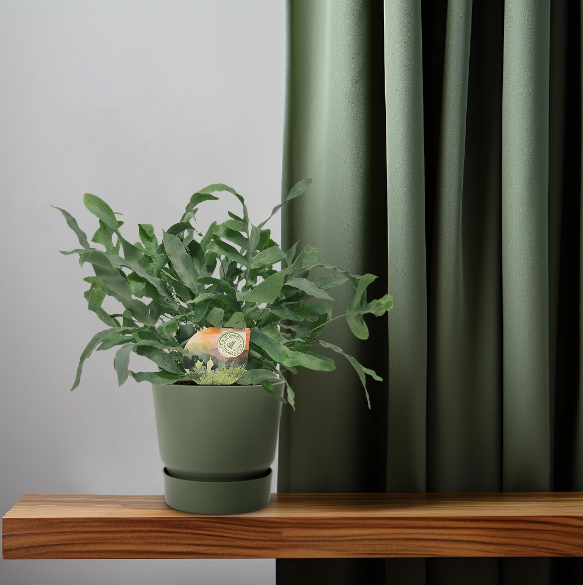 Phlebodium Blue Star (9915)