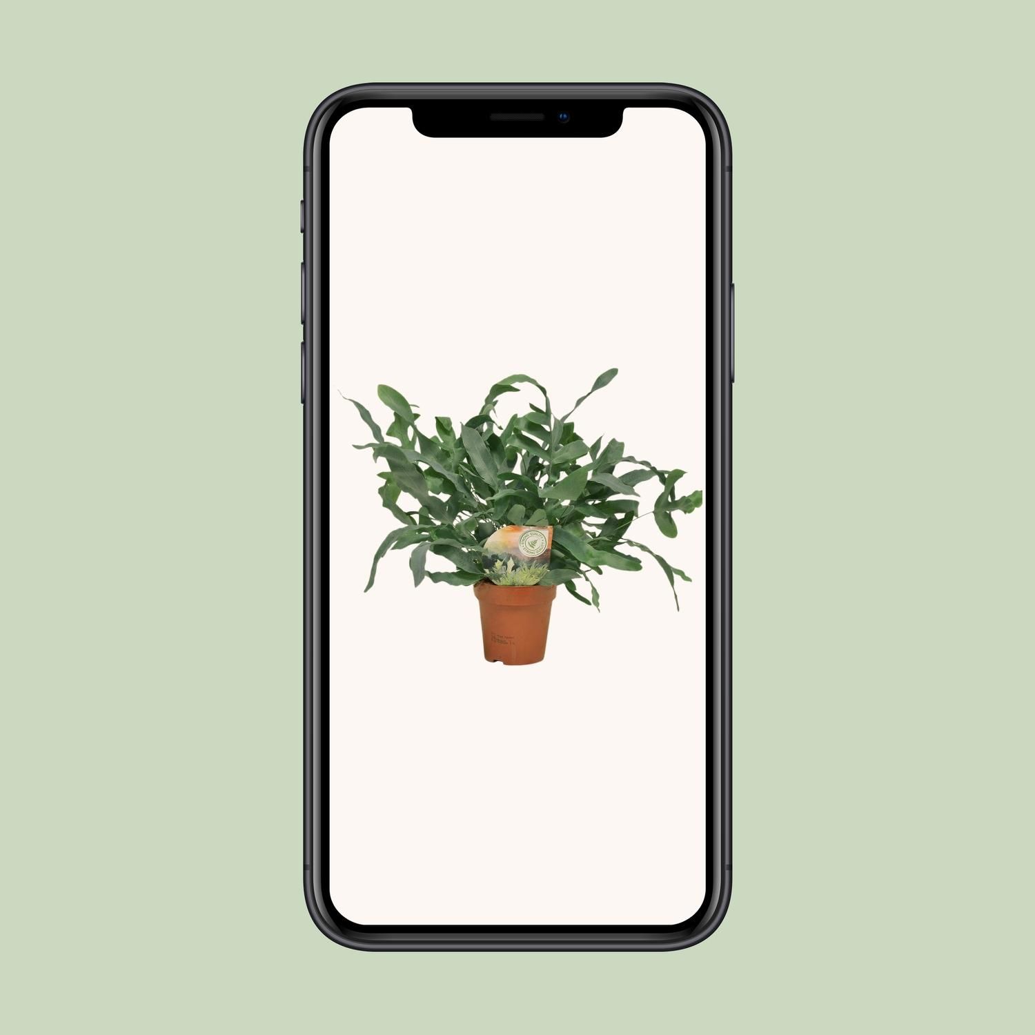 Phlebodium Blue Star (9915)