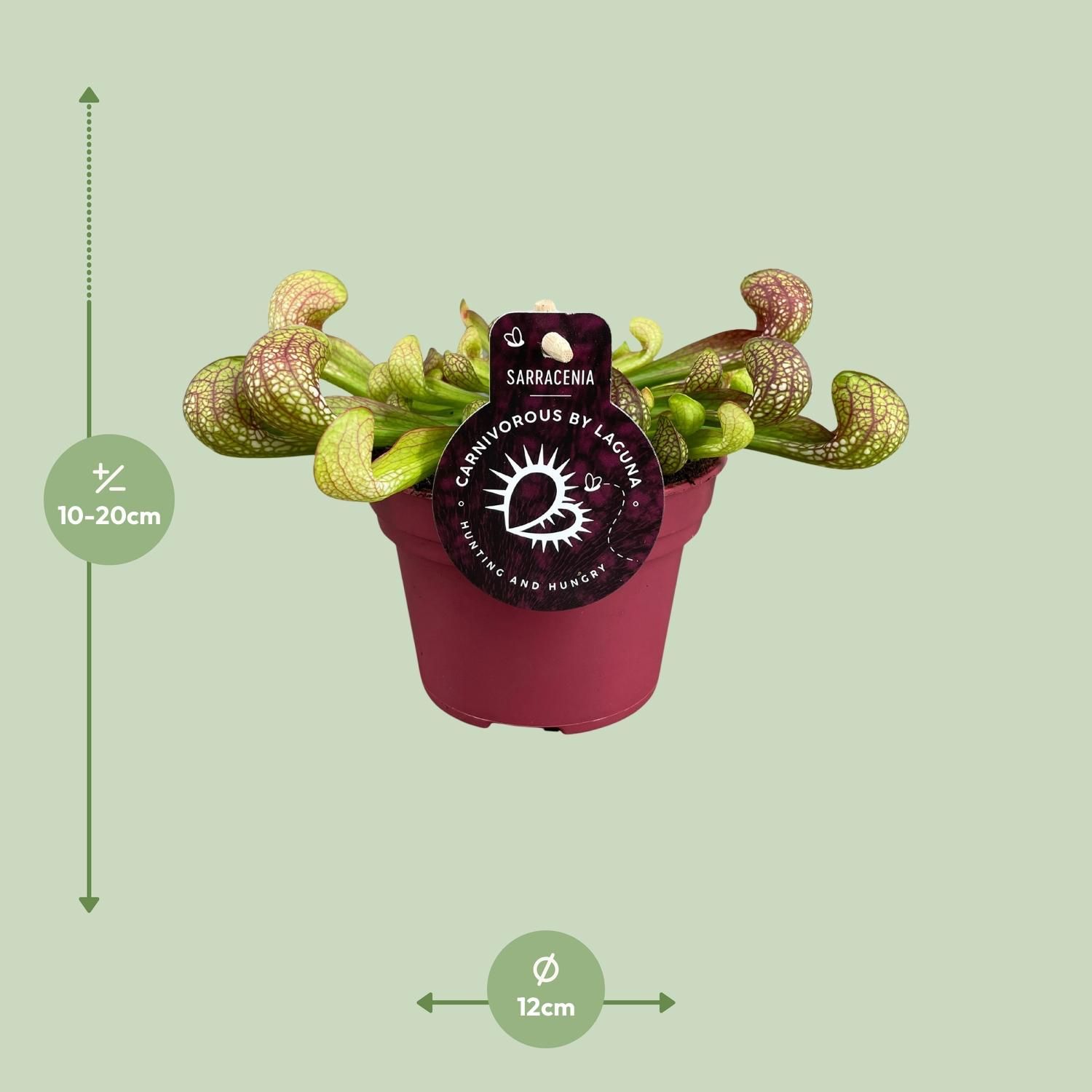 Sarracenia Psittacina (13928)