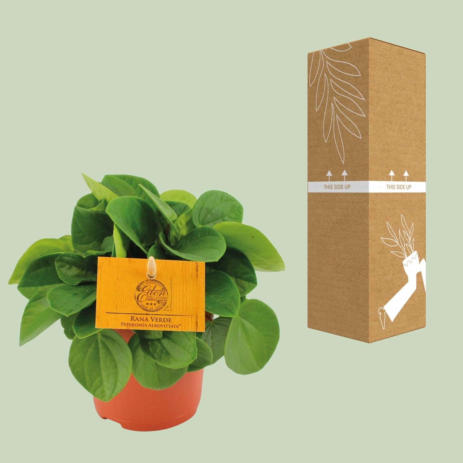 Peperomia Rana Verde (12822)