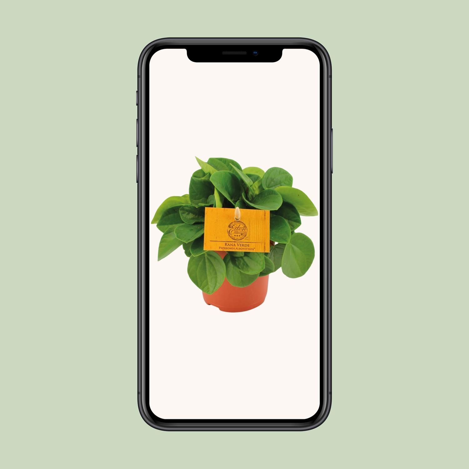 Peperomia Rana Verde (12822)