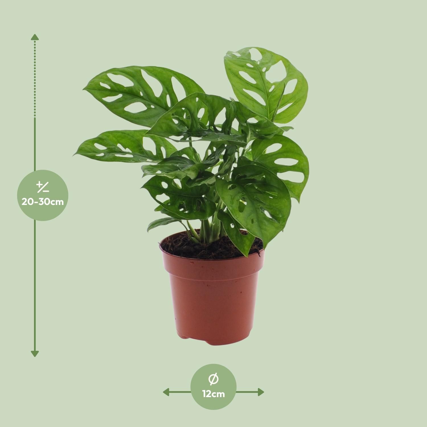 Monstera Monkey Leaf (Gatenplant) (8720634285452)