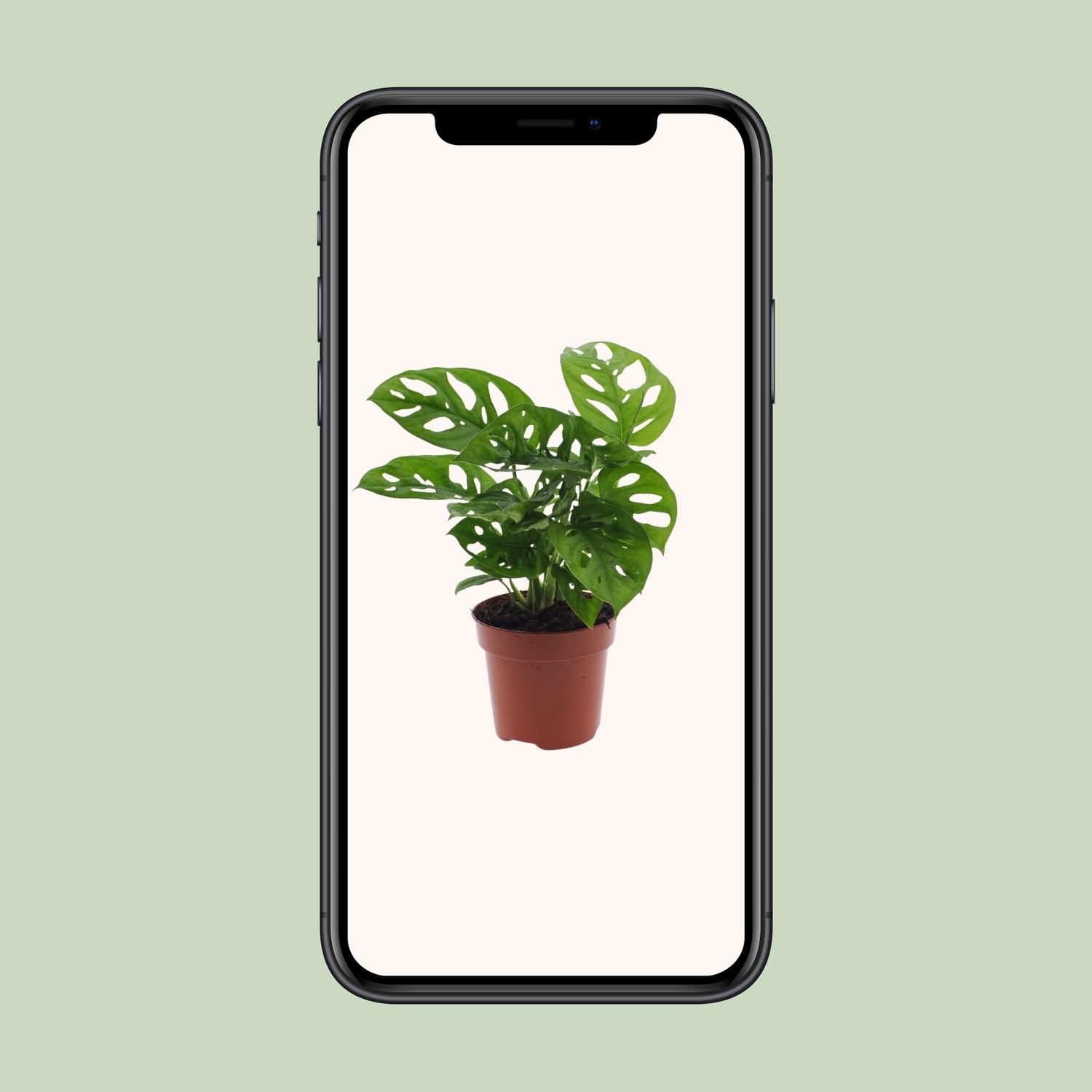 Monstera Monkey Leaf (Gatenplant) (8720634285452)