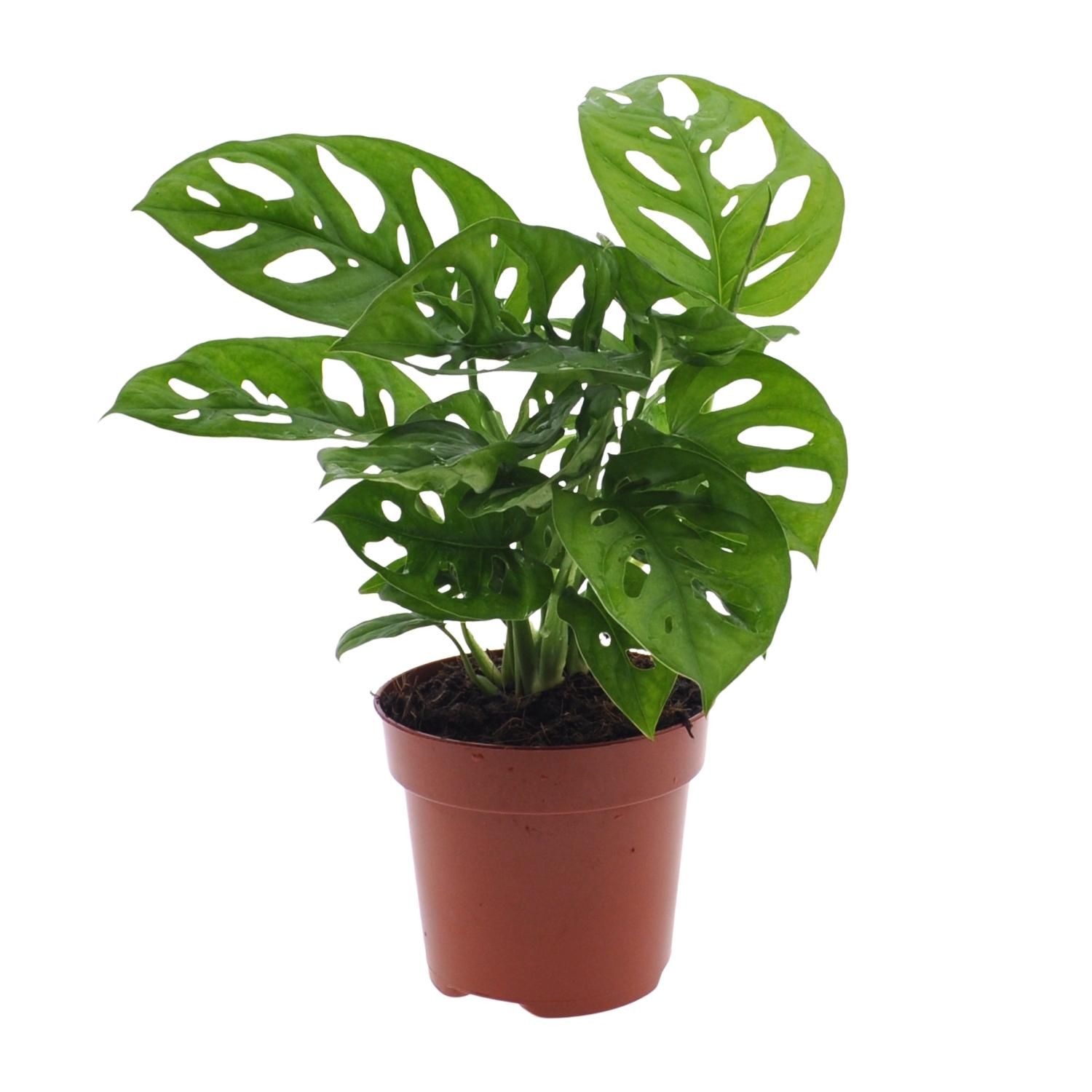 Monstera Monkey Leaf (Gatenplant) (8720634285452)