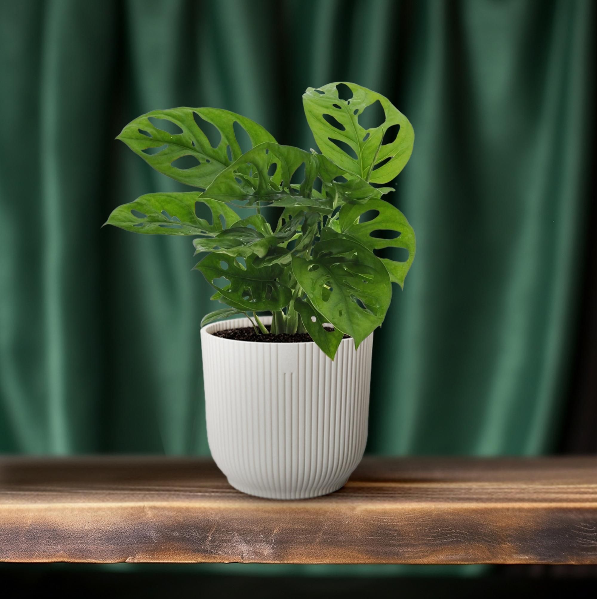 Monstera Monkey Leaf (Gatenplant) (8720634285452)