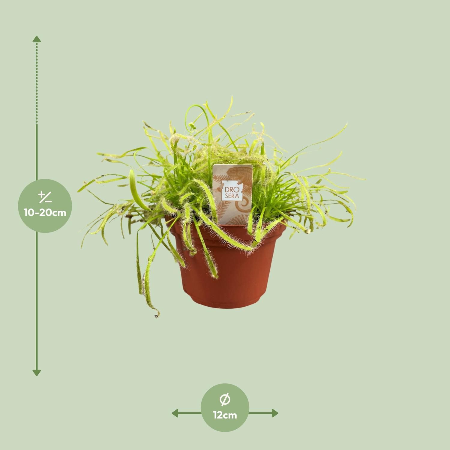 Drosera Capensis (16159)