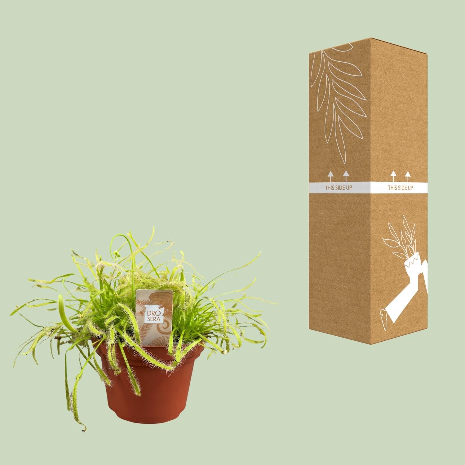 Drosera Capensis (16159)