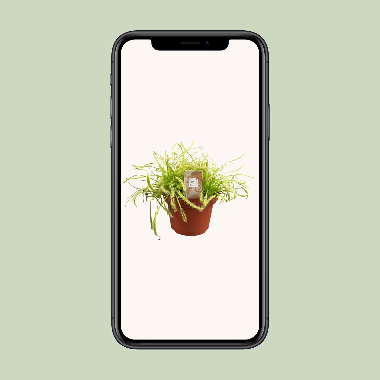 Drosera Capensis (16159)