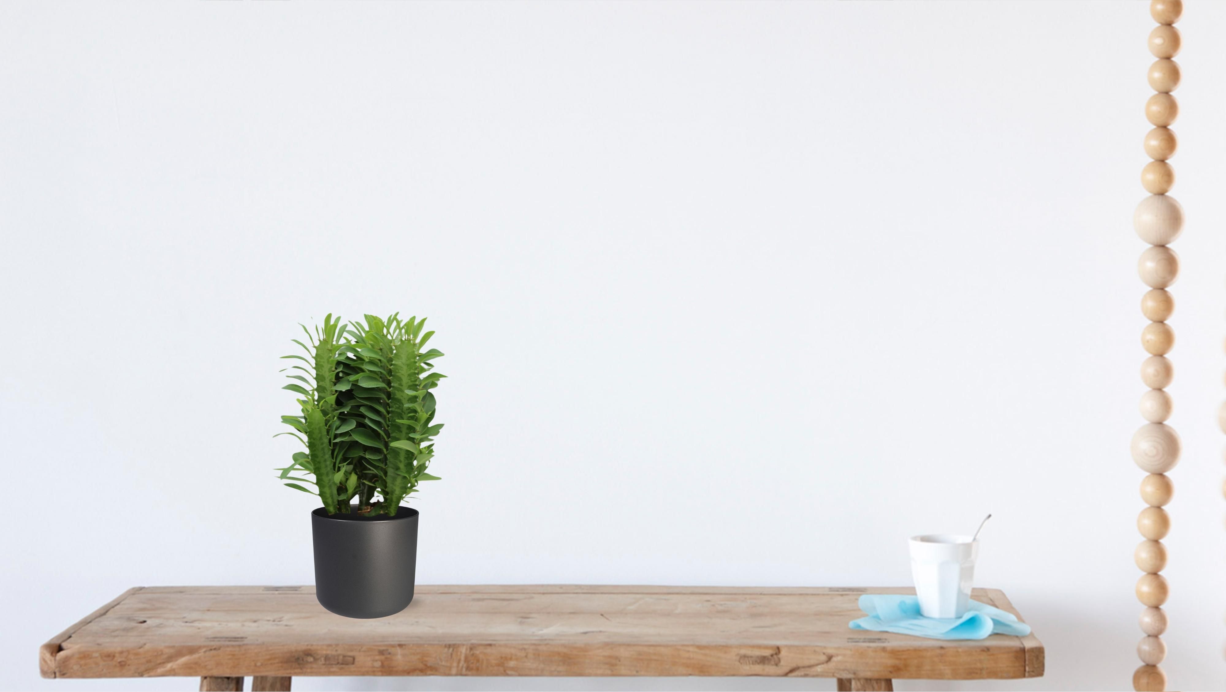 Euphorbia Trigona (28834)