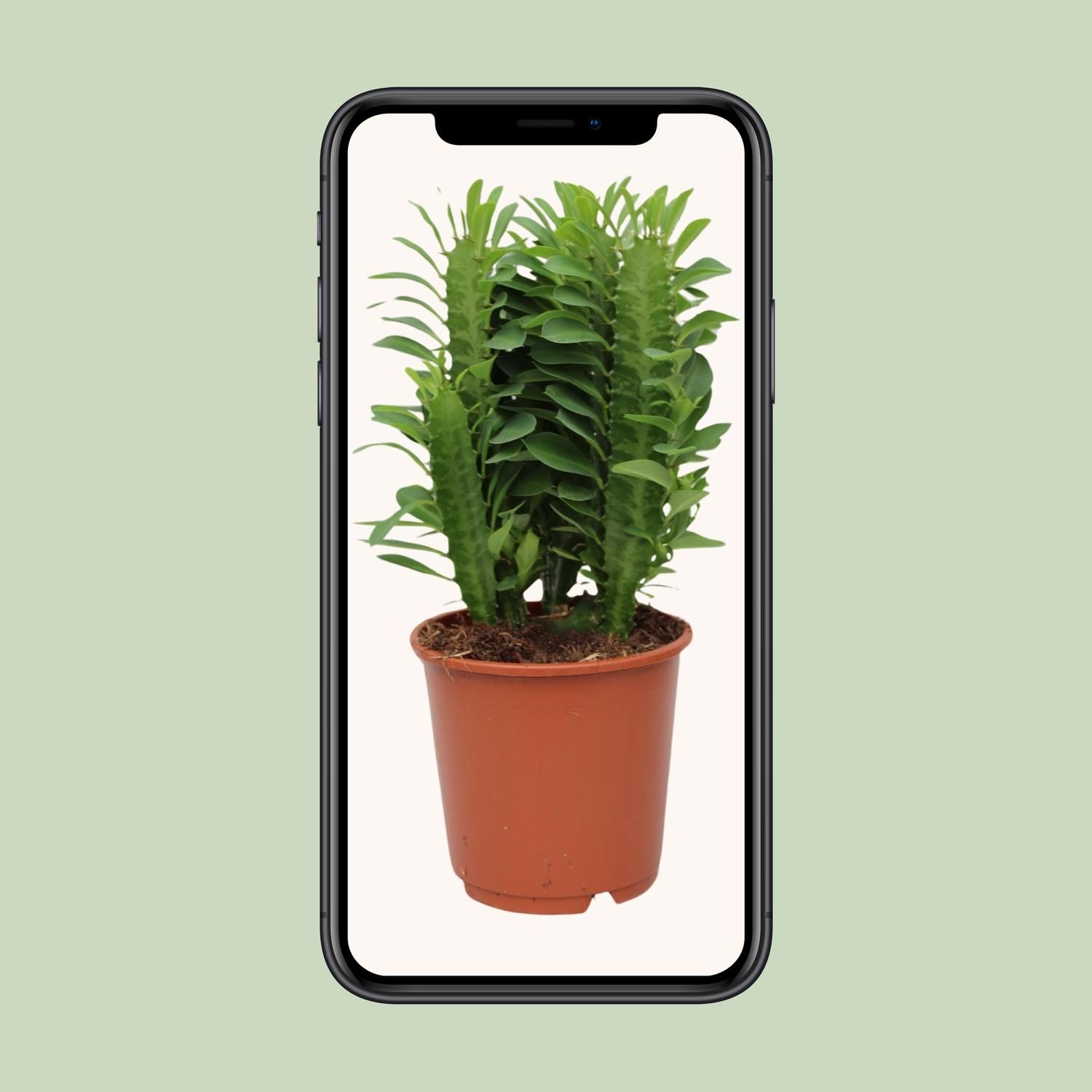 Euphorbia Trigona (28834)