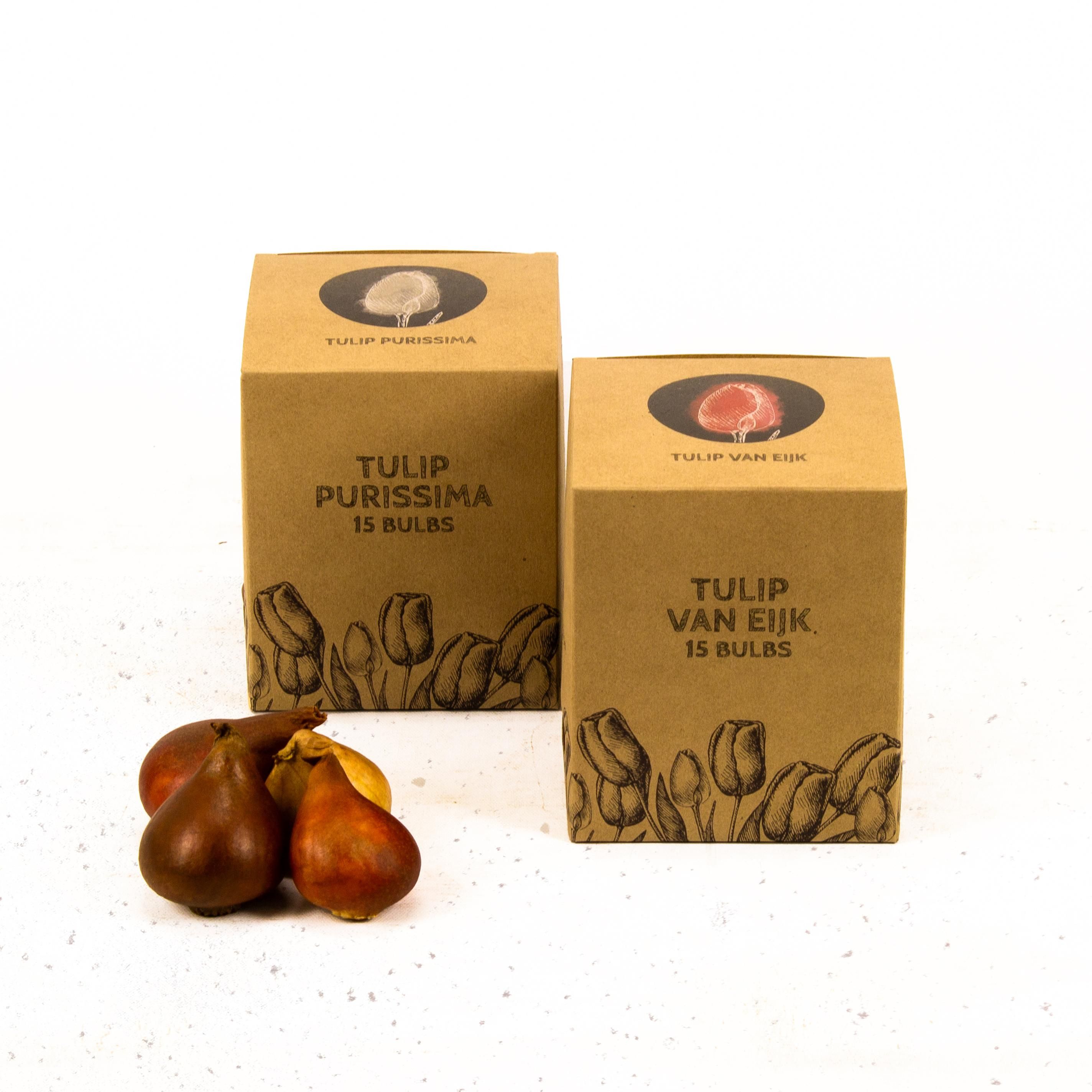 Flowerbulbs amsterdam Elly's Choice - 30 bloembollen - Maat 12+ (8720938490330)