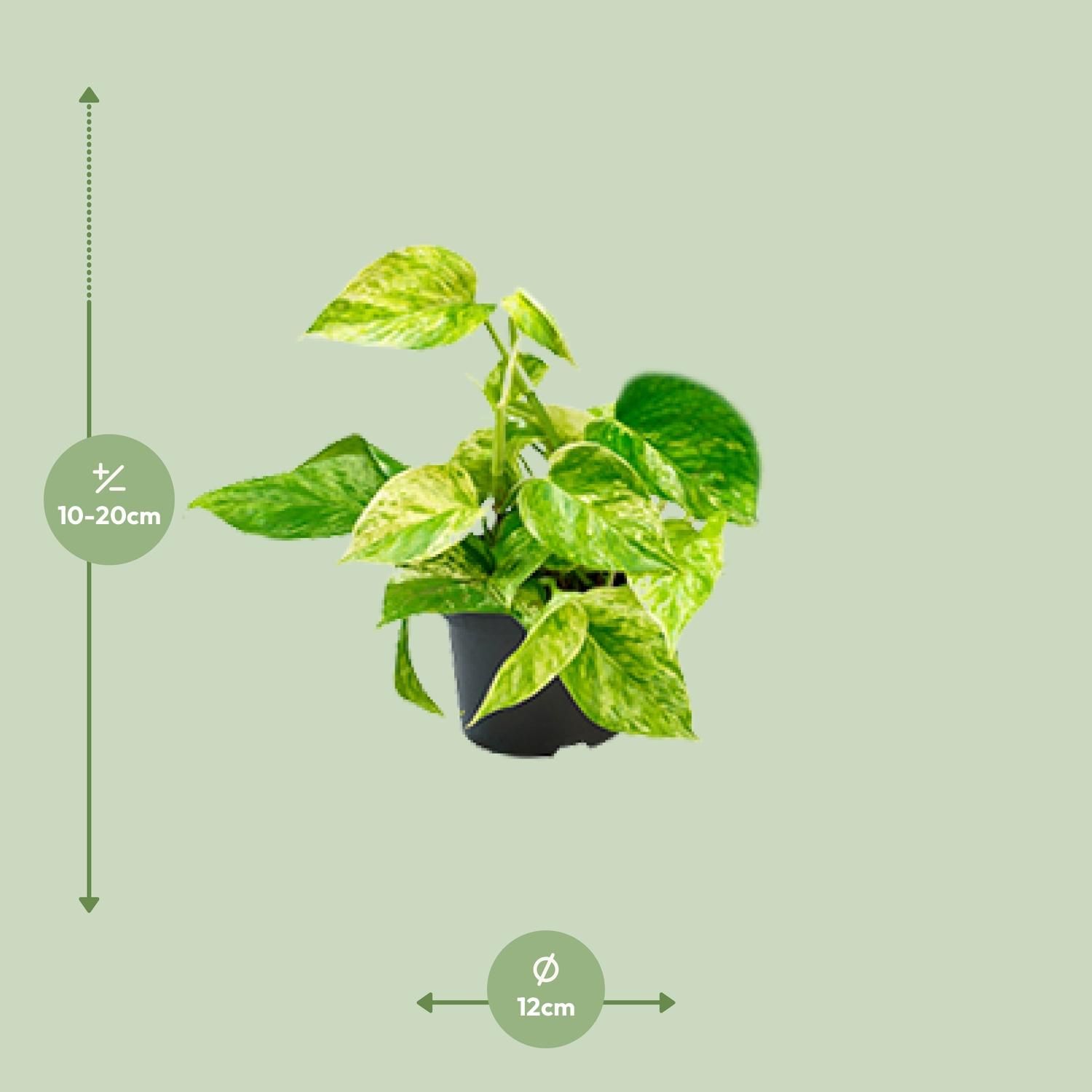 Epipremnum Marble Queen - Scindapsus - - Ø12 - ↨15cm (8720634284547)