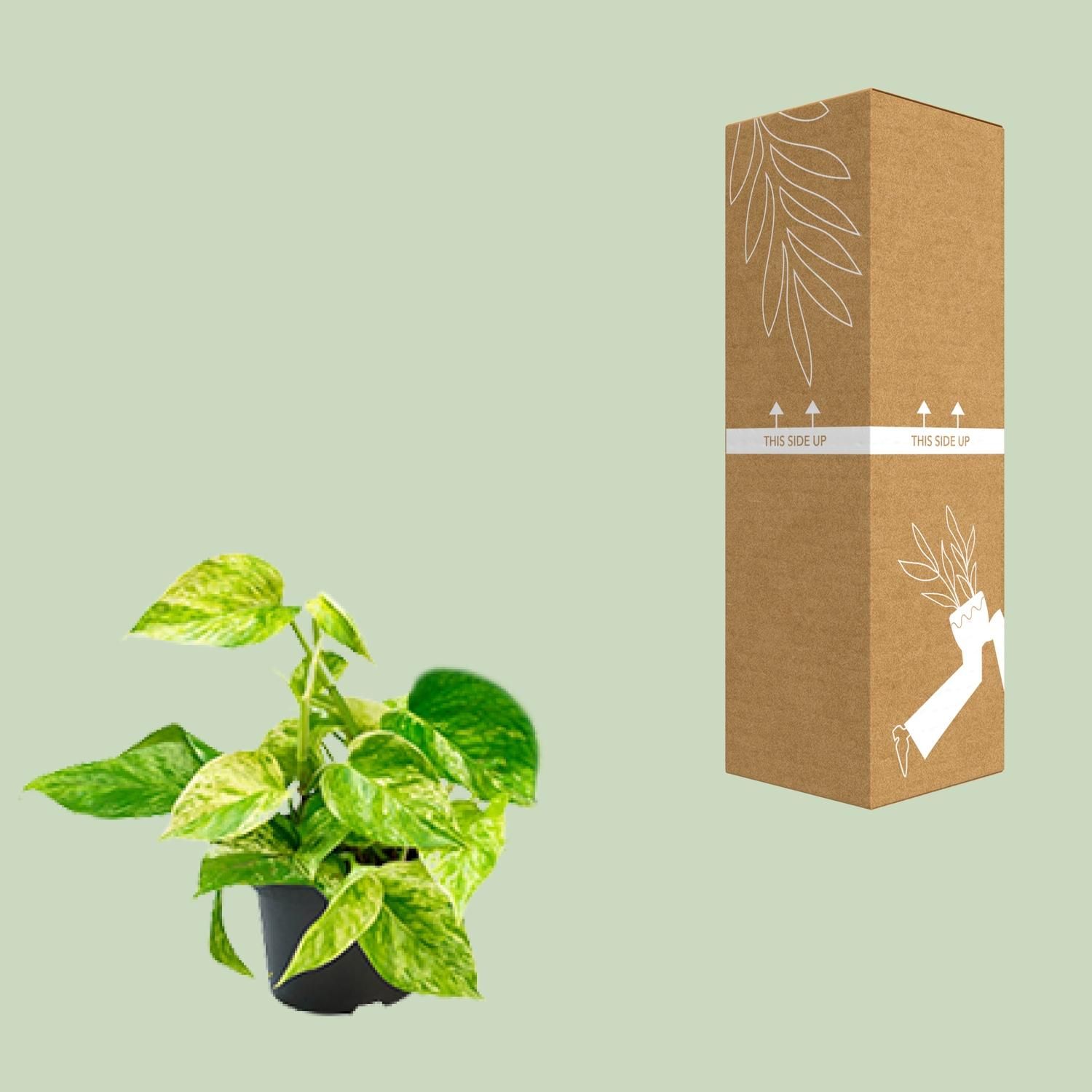 Epipremnum Marble Queen - Scindapsus - - Ø12 - ↨15cm (8720634284547)