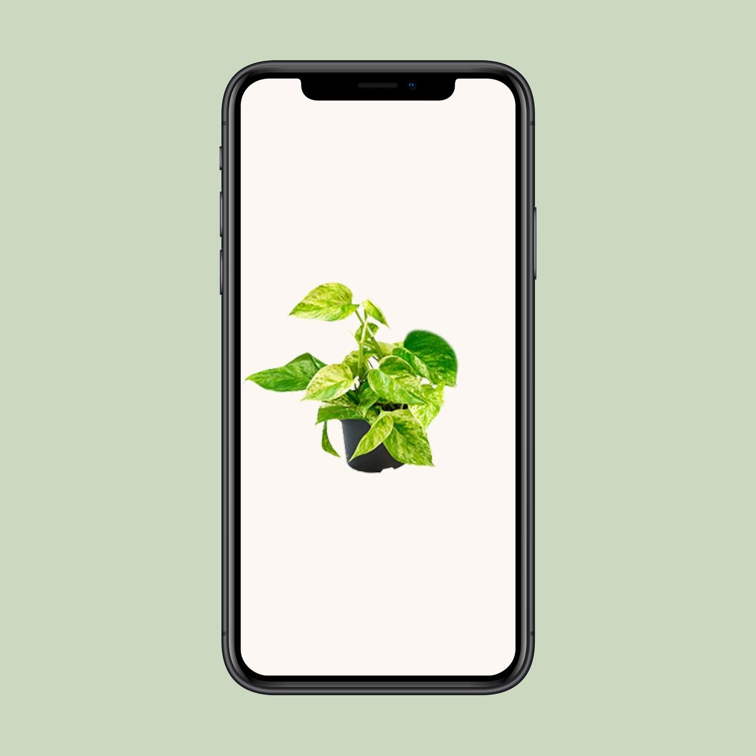 Epipremnum Marble Queen - Scindapsus - - Ø12 - ↨15cm (8720634284547)