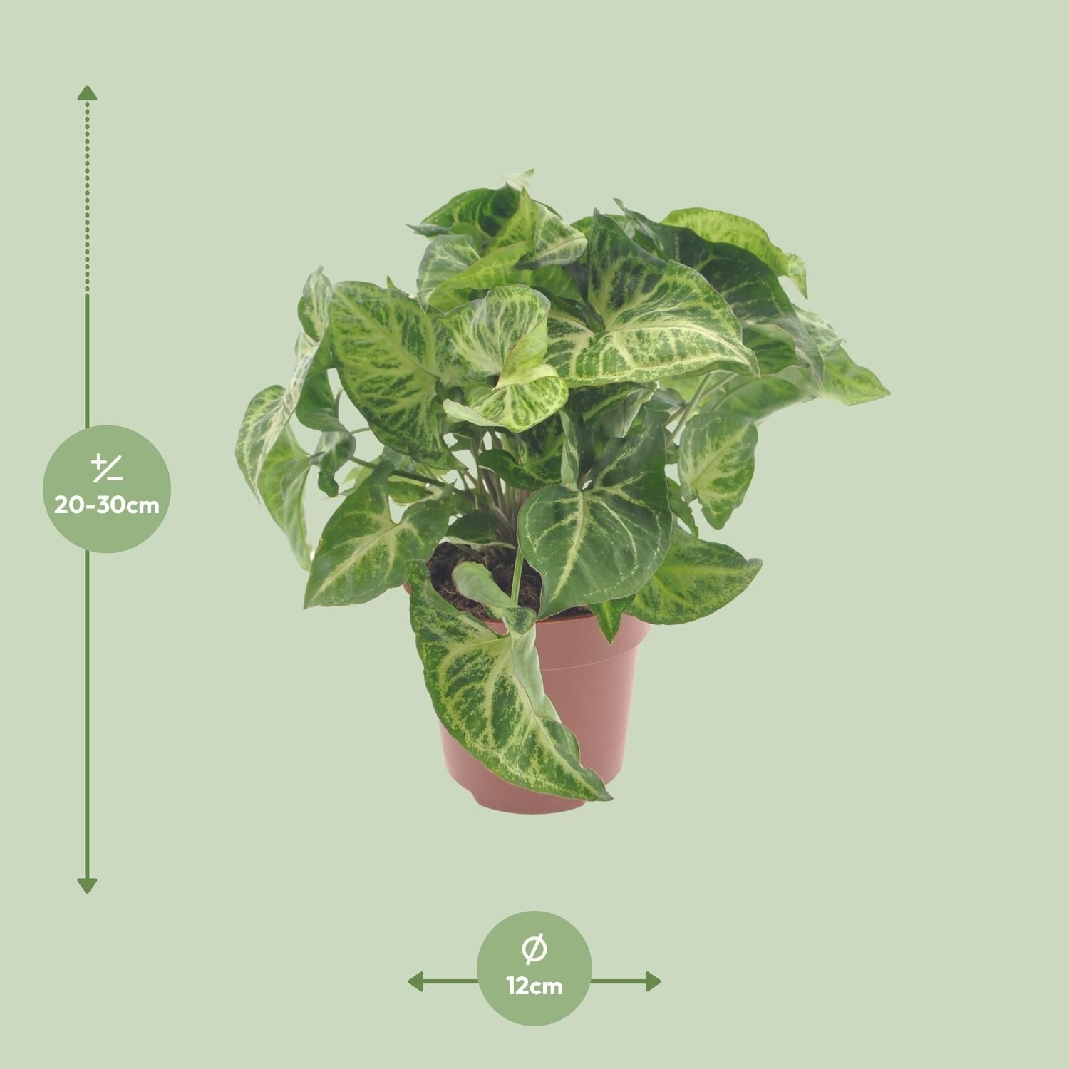 Syngonium Arrow (11349)