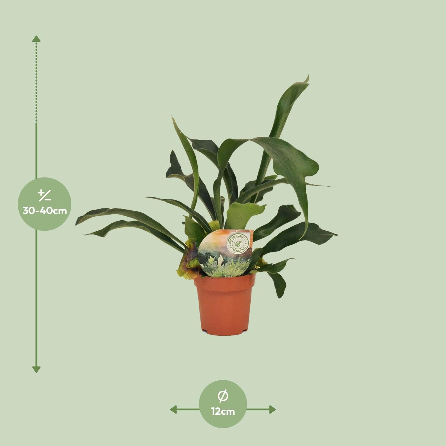 Platycerium Bifurcatum (16737)