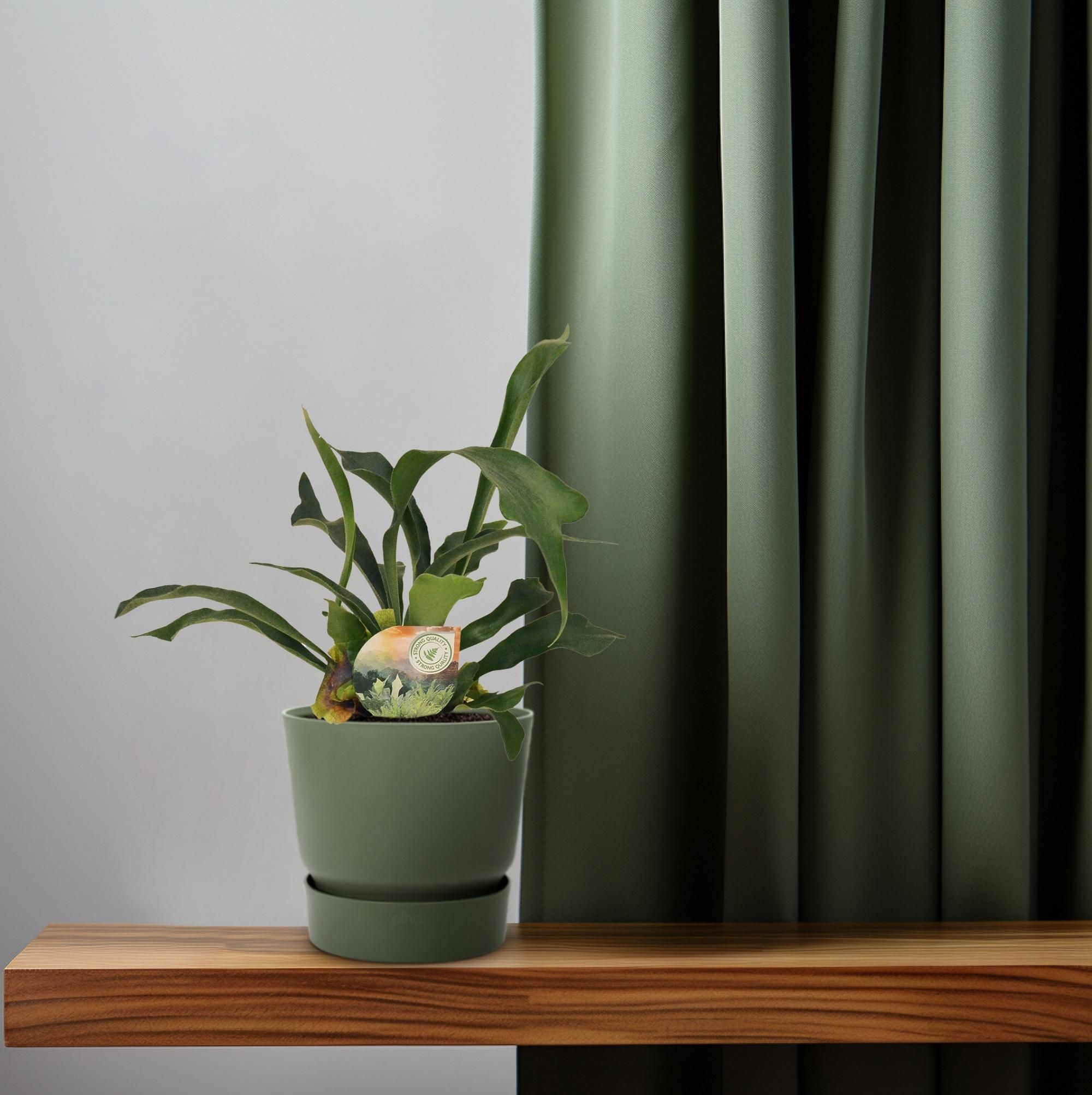 Platycerium Bifurcatum (16737)