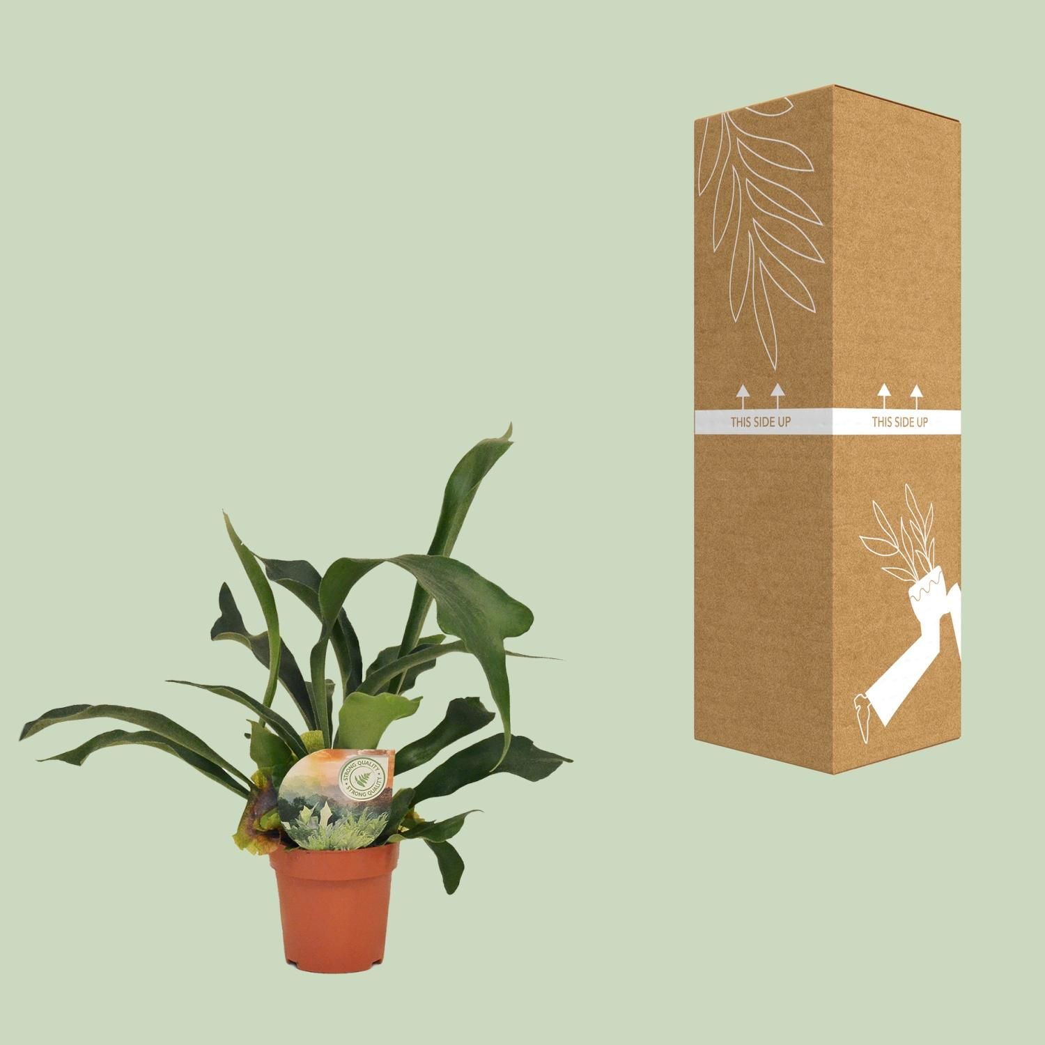 Platycerium Bifurcatum (16737)