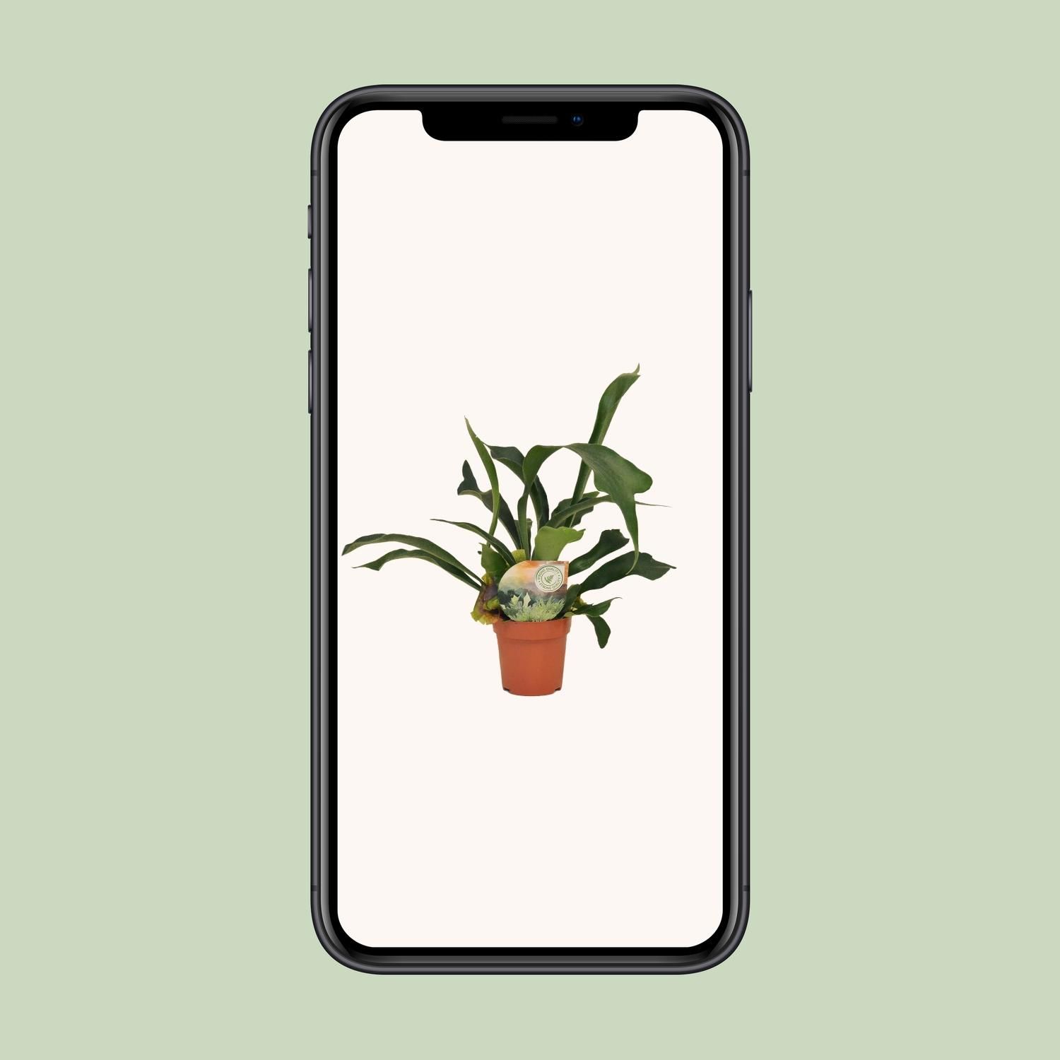 Platycerium Bifurcatum (16737)