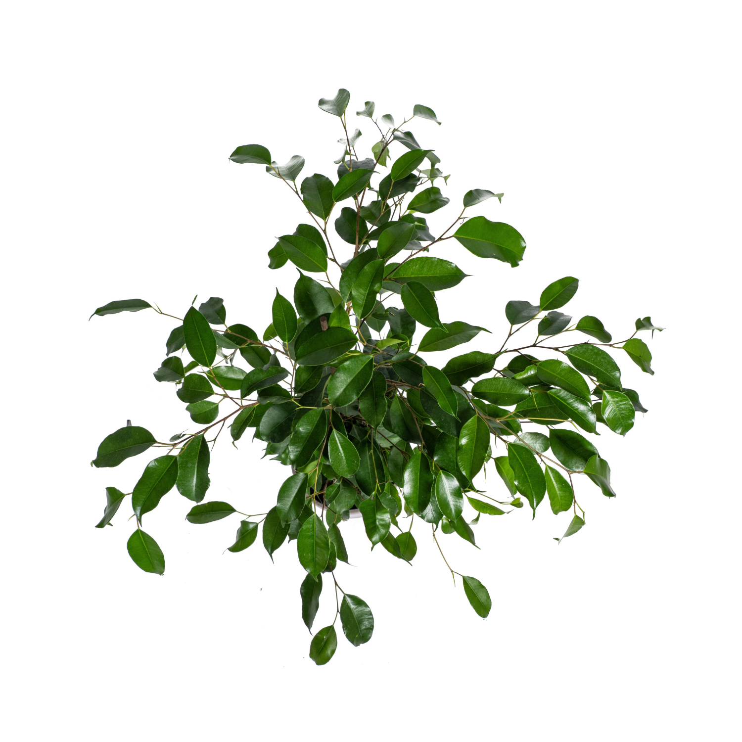 Ficus Benjamina Exotica Ø17cm - ↕60 (4250308317423)