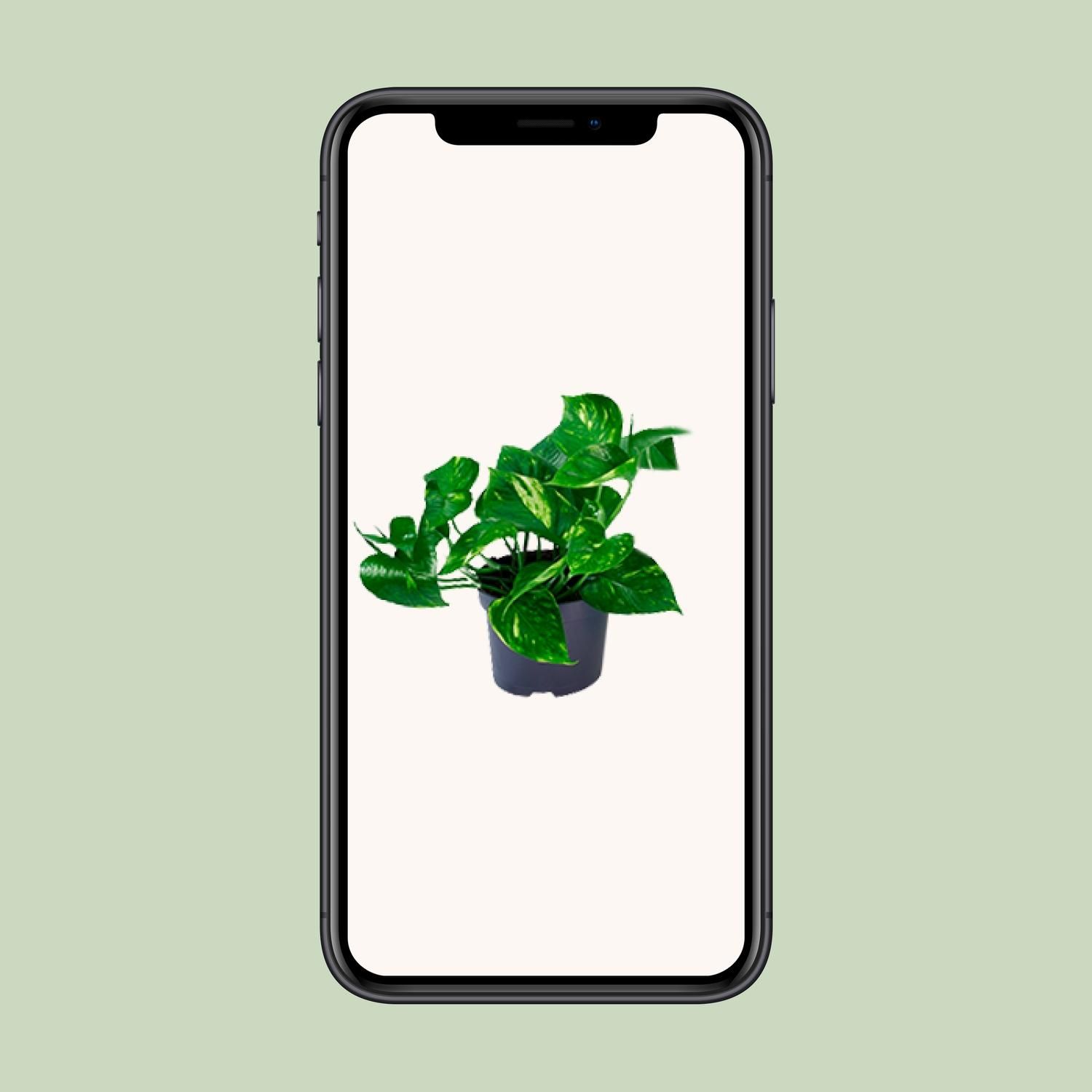 Epipremnum Aureum (8720634284431)