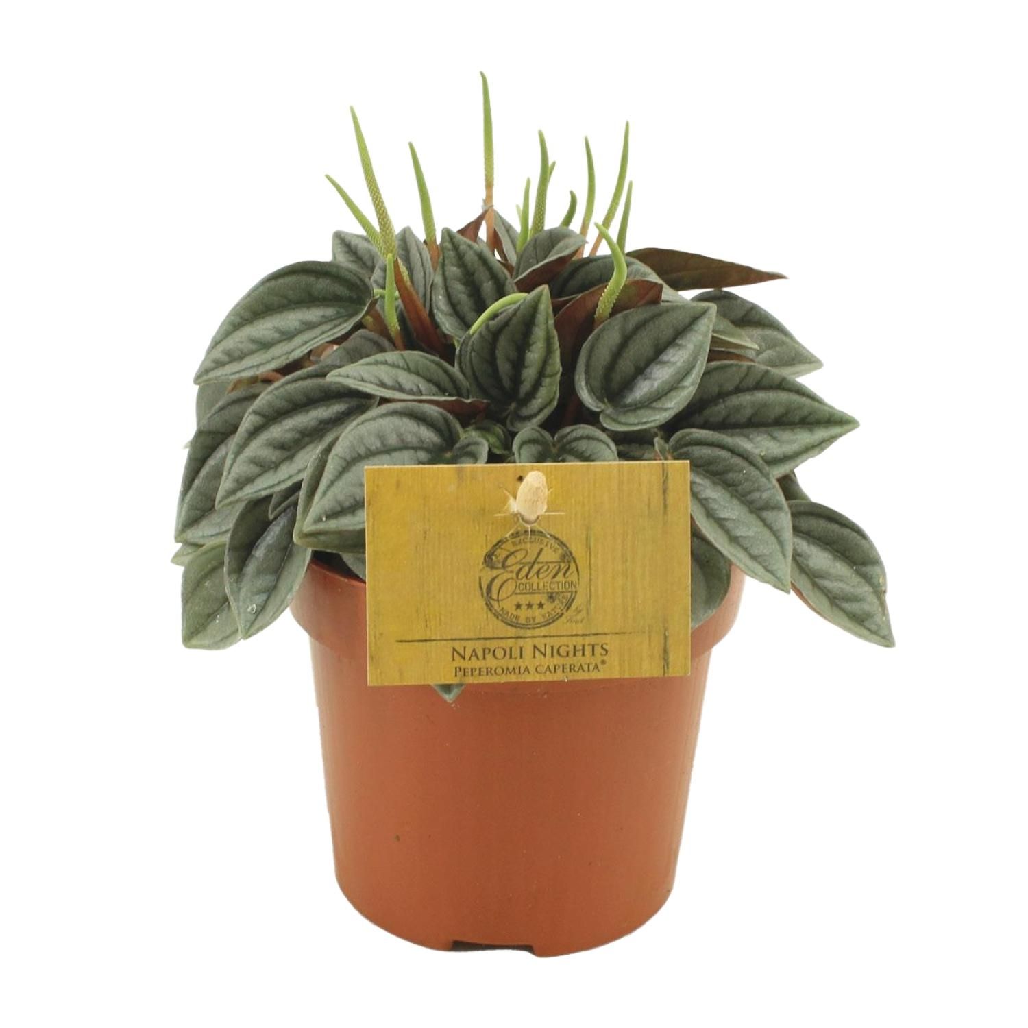 Peperomia Napoli Nights (30291)