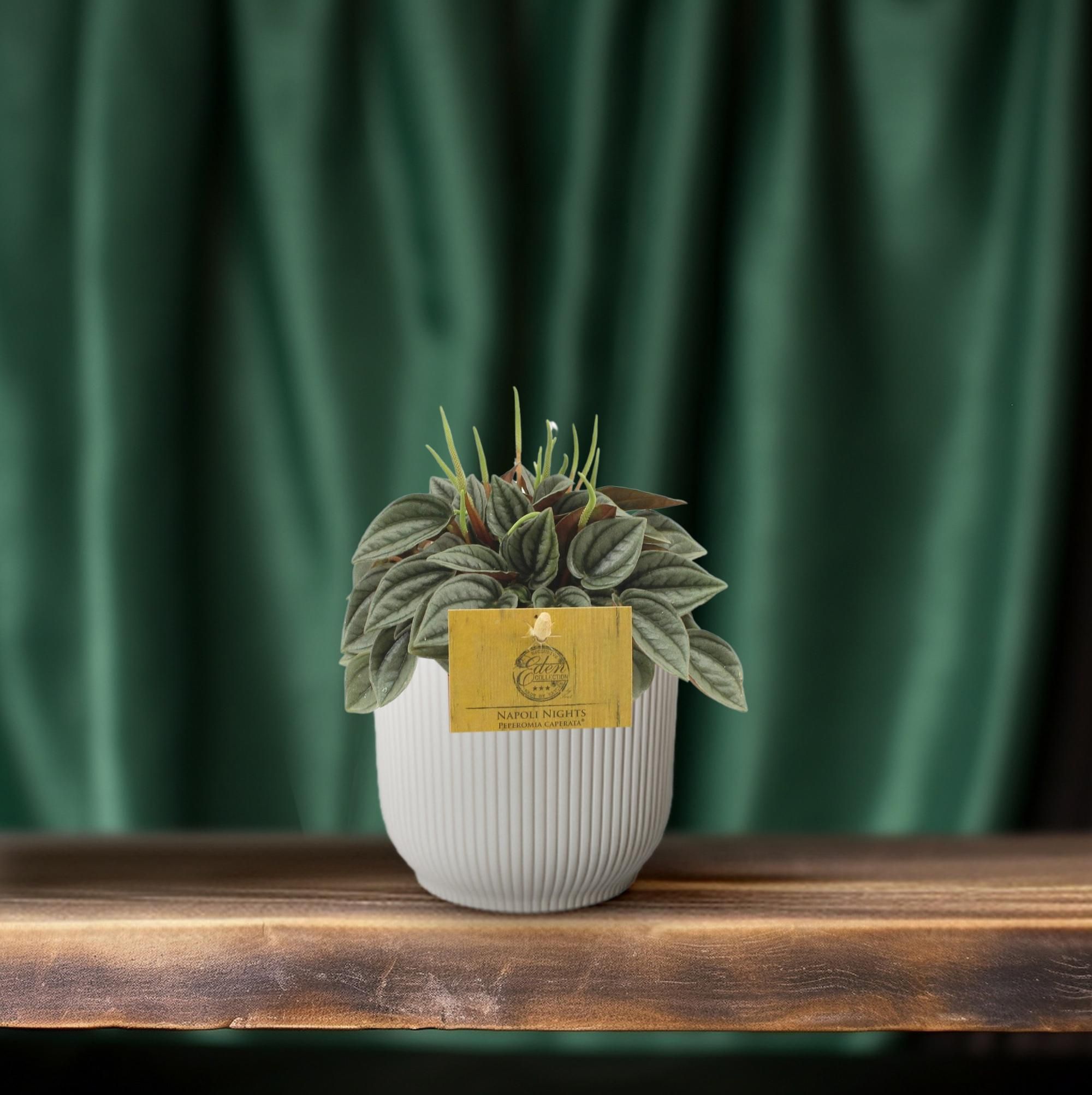 Peperomia Napoli Nights (30291)