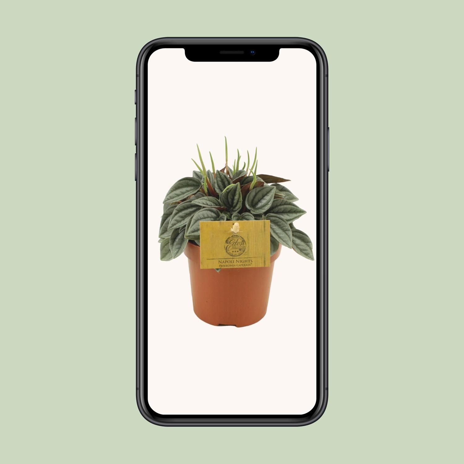 Peperomia Napoli Nights (30291)