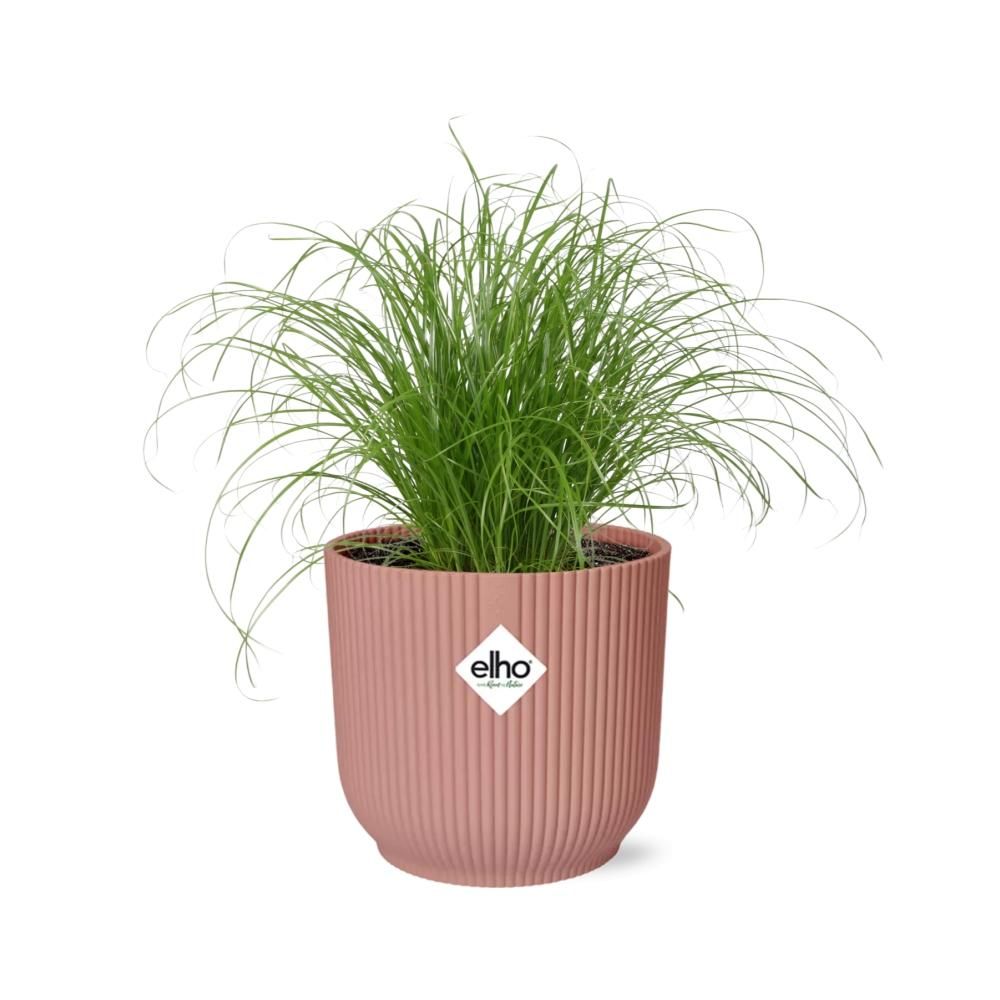Cyperus Alternifolius Zumula in ELHO Vibes Fold 14cm roze (21712)