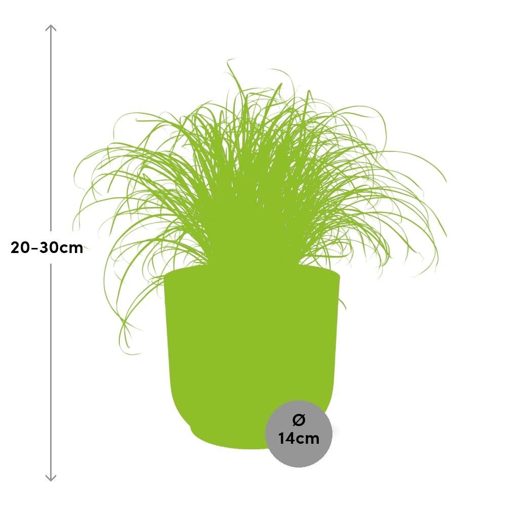 Cyperus Alternifolius Zumula in ELHO Vibes Fold 14cm roze (21712)