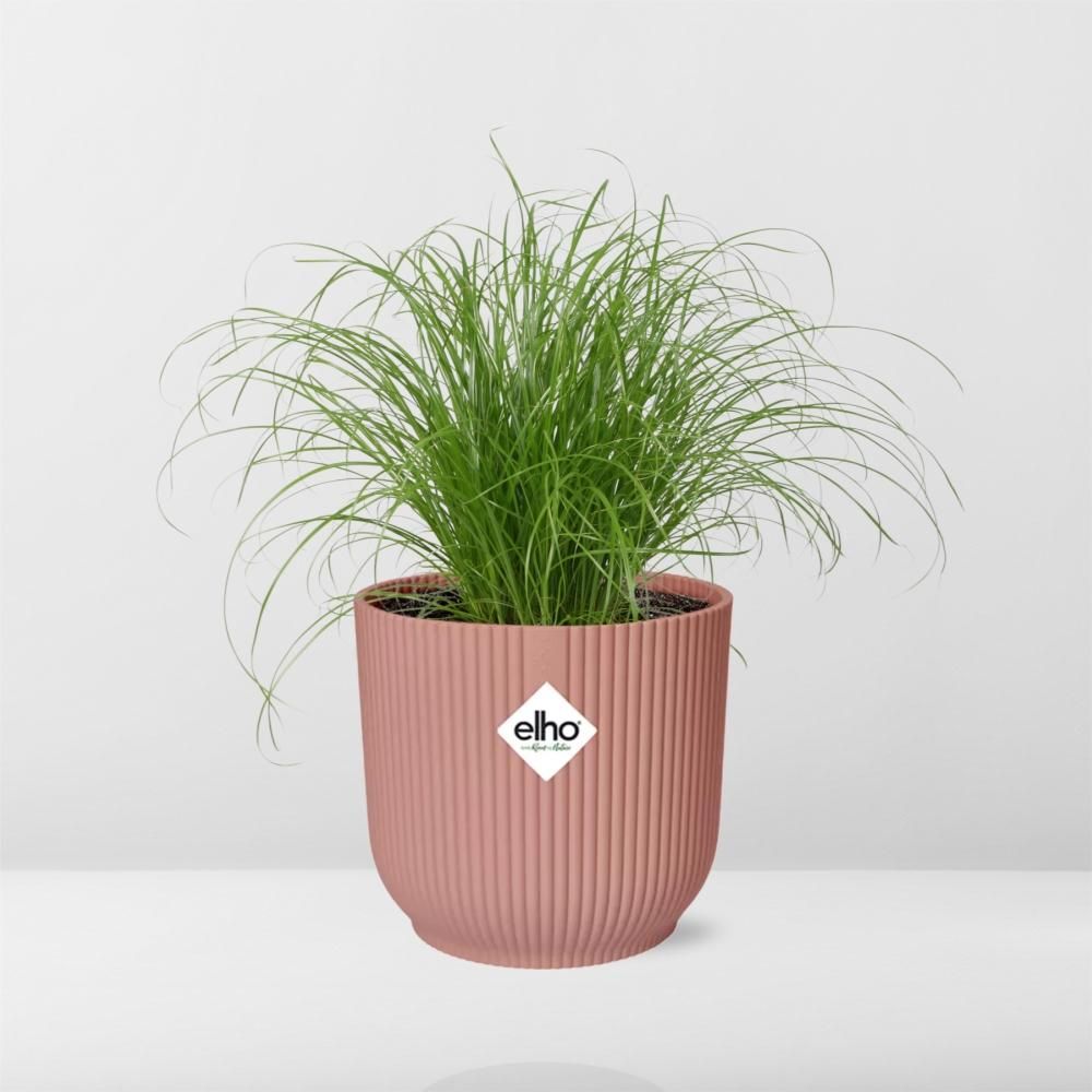 Cyperus Alternifolius Zumula in ELHO Vibes Fold 14cm roze (21712)